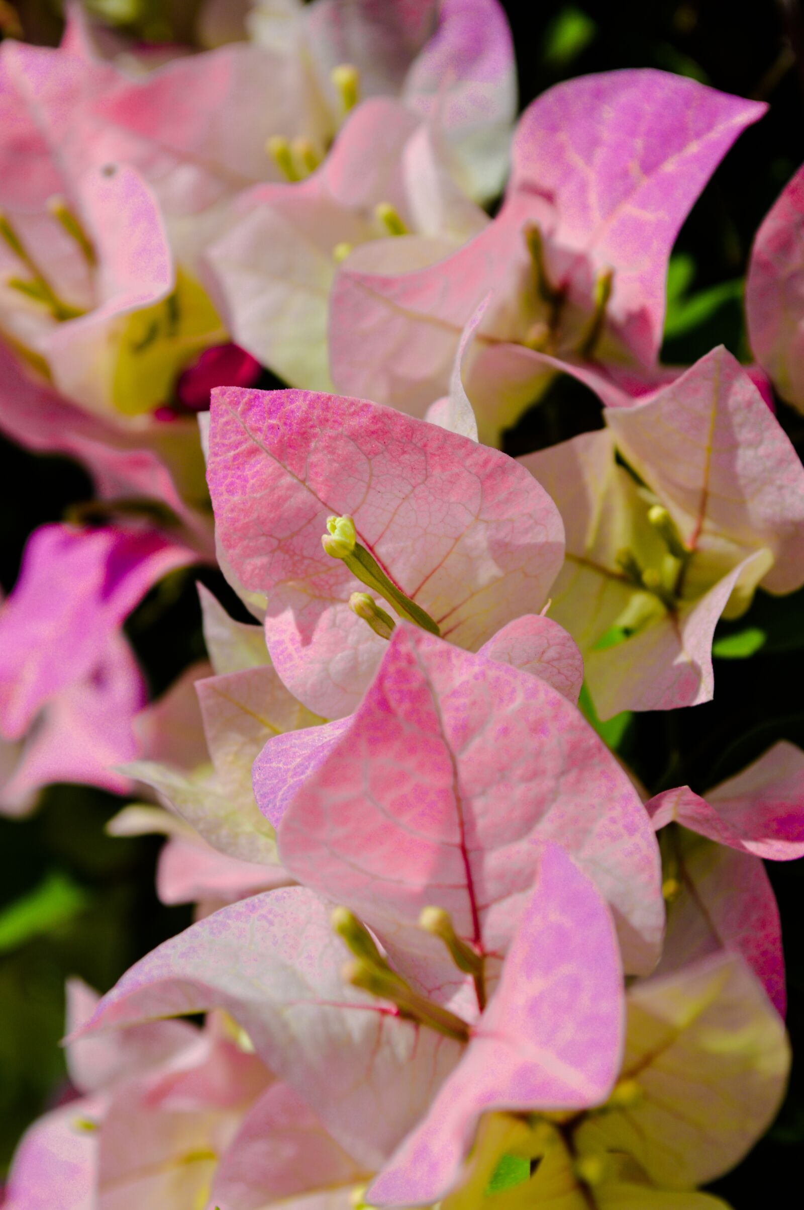Nikon D3200 sample photo. Flowers, pink, petals photography