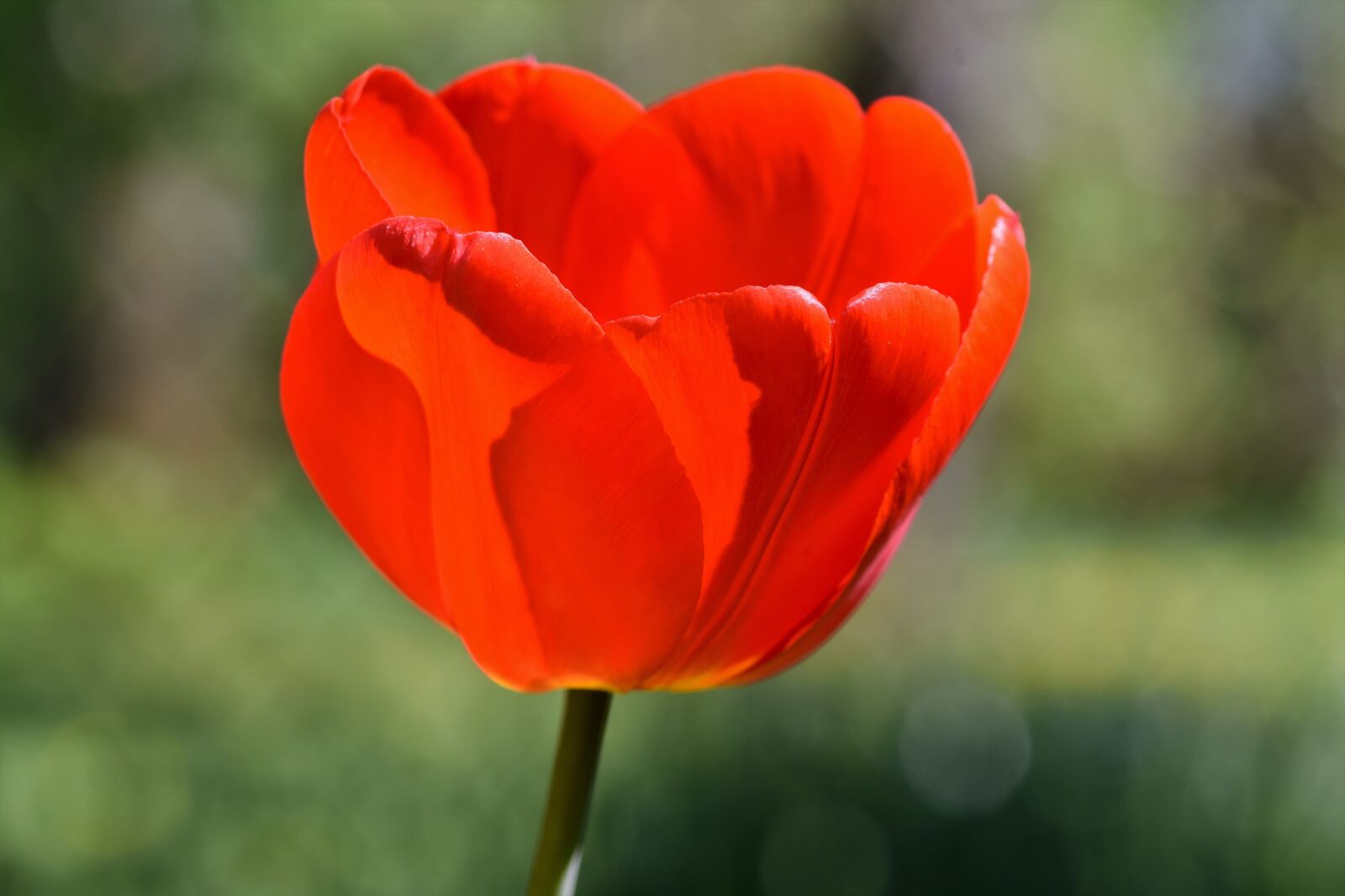 Nikon D7200 sample photo. Tulips, tulip field, tulpenbluete photography
