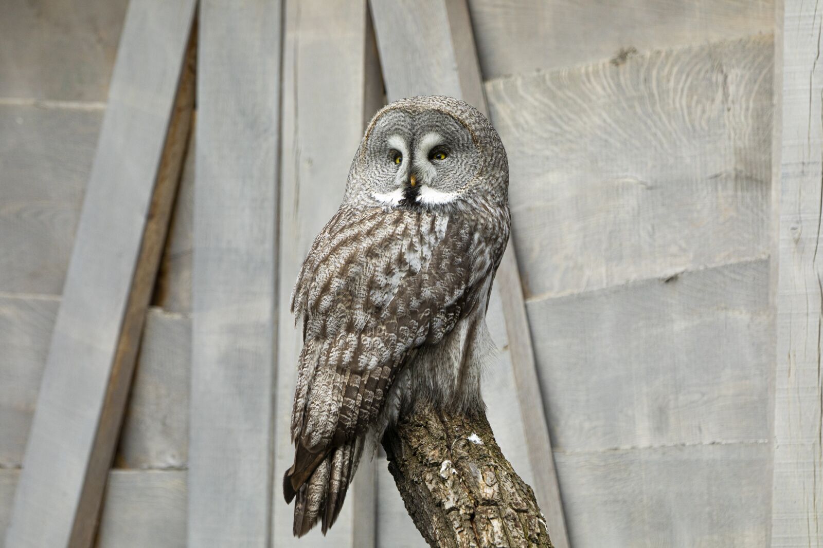 Canon EF 70-200mm F2.8L IS II USM sample photo. Owl, zoo, bart owl photography