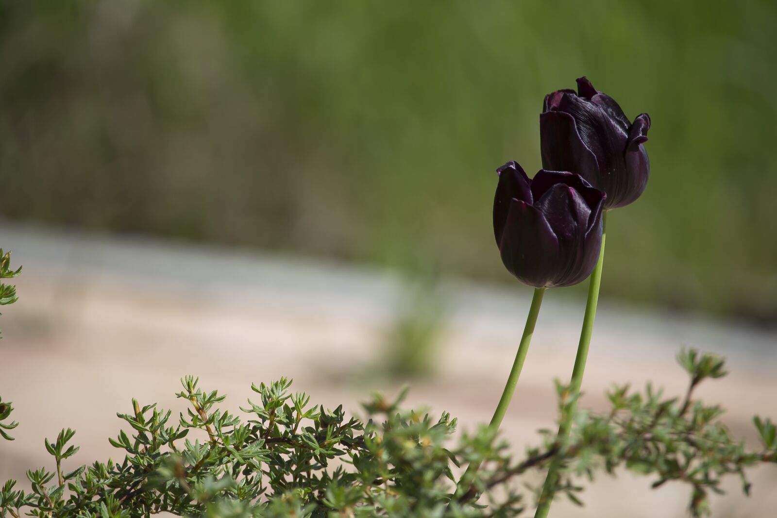 Canon EF-S 55-250mm F4-5.6 IS STM sample photo. Tulips, black, dark photography