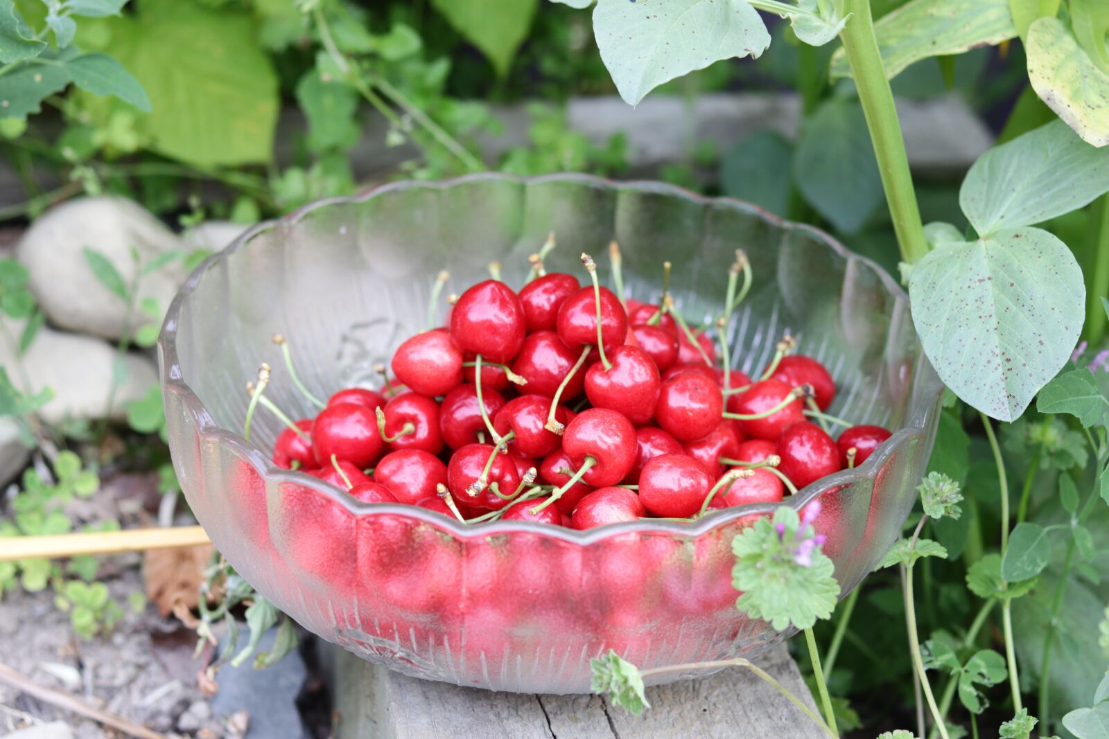 Canon EOS 80D + Canon EF 50mm F1.8 STM sample photo. Cherries, goodness, heart photography