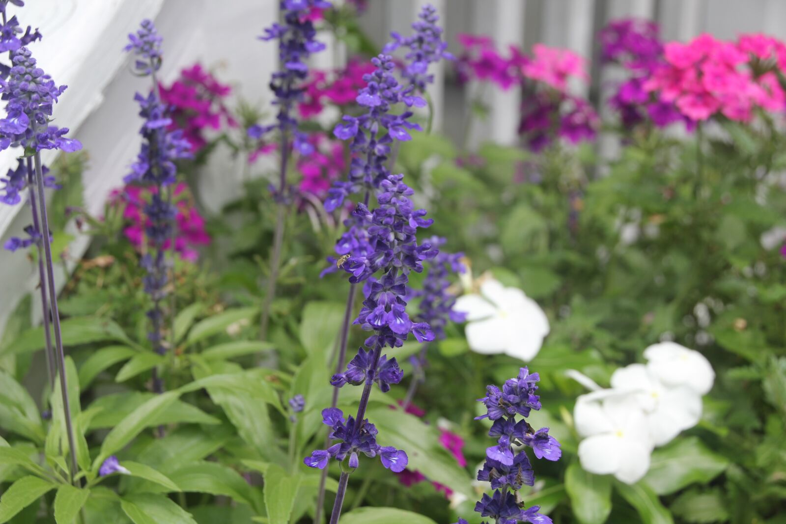 Canon EOS 550D (EOS Rebel T2i / EOS Kiss X4) sample photo. Flowers, purple, pink photography