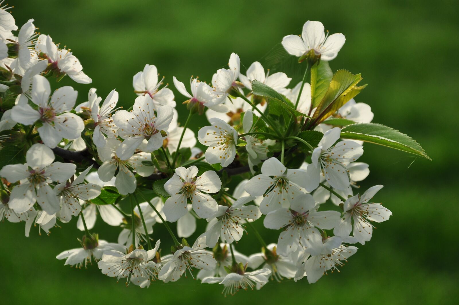 Nikon D90 sample photo. Spring, blossom, nature photography