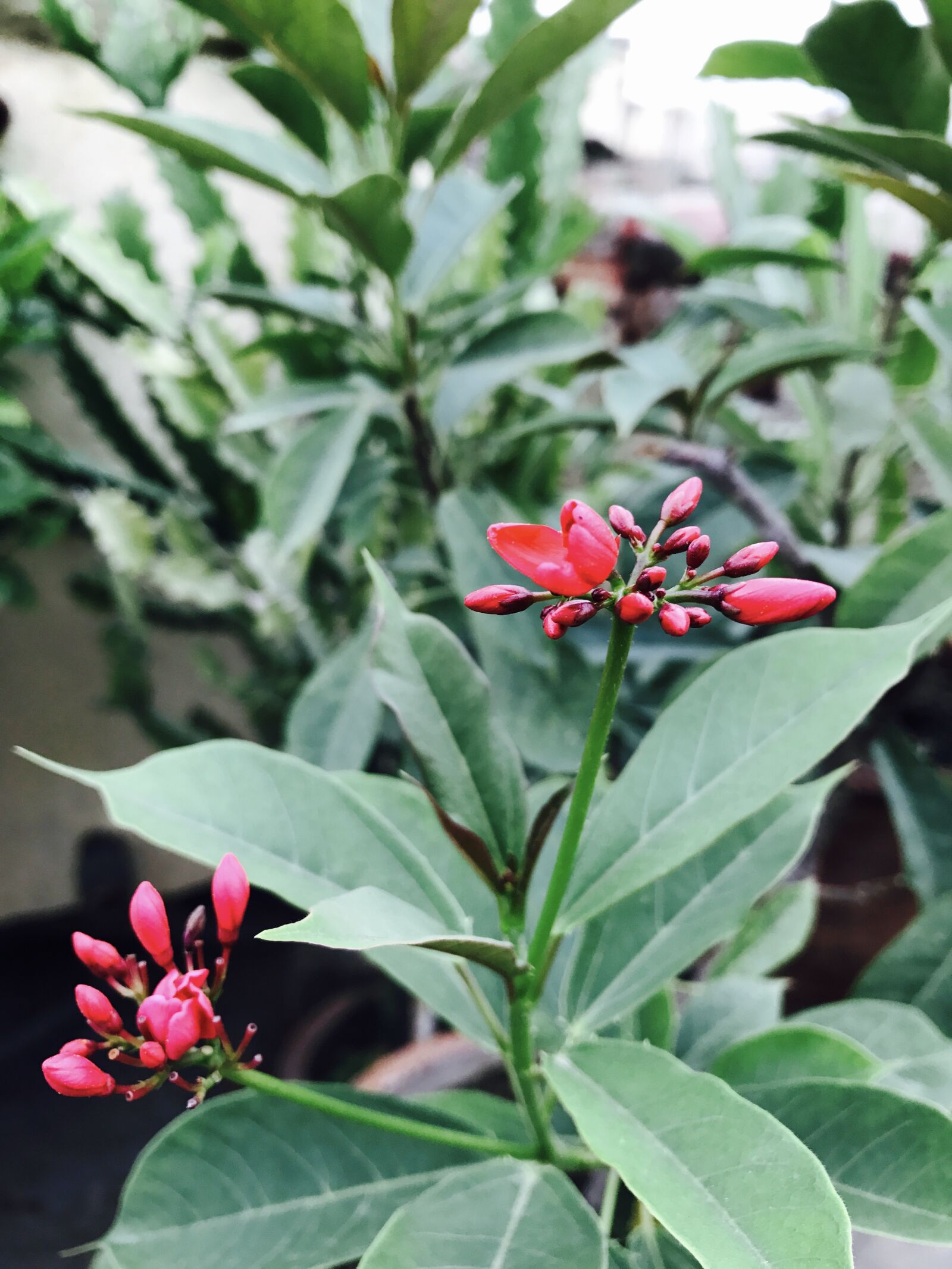 iPhone 7 back camera 3.99mm f/1.8 sample photo