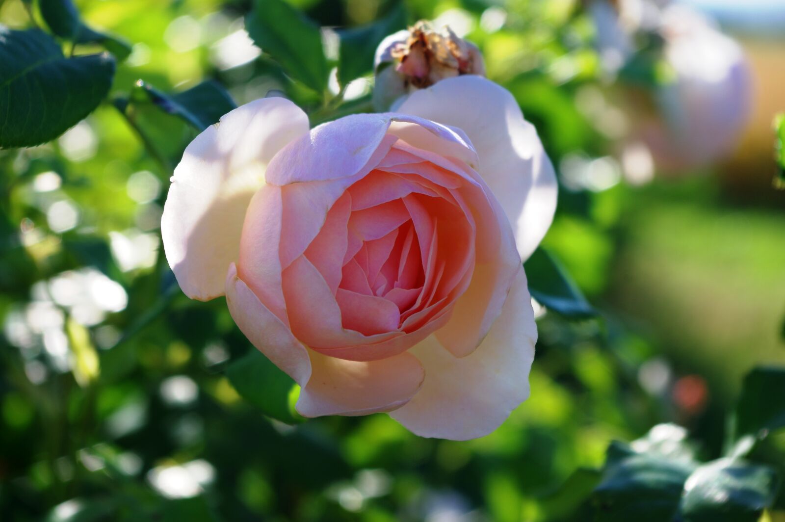 Pentax K-3 sample photo. Rose, pink, thank you photography