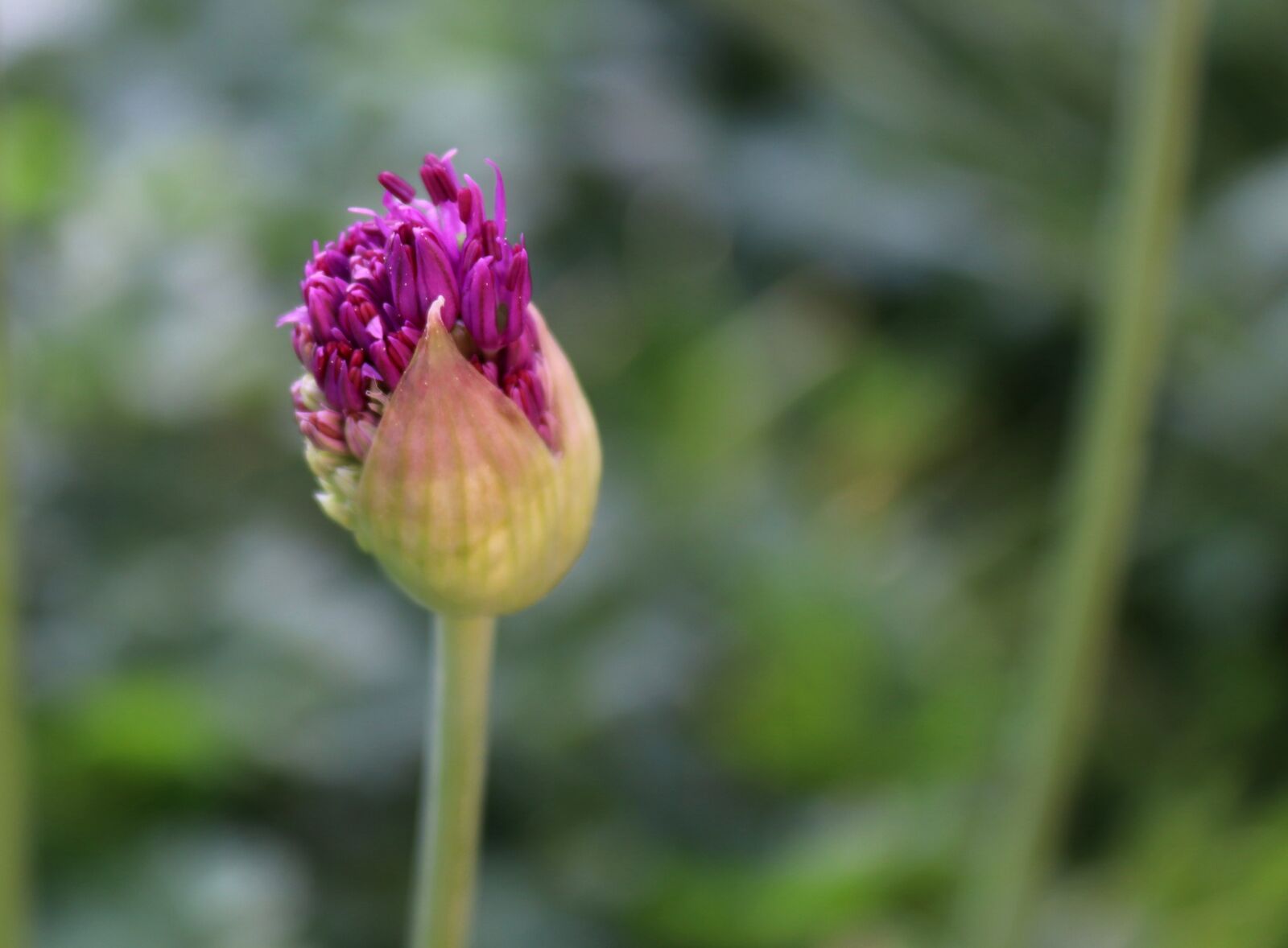 Canon EOS 200D (EOS Rebel SL2 / EOS Kiss X9) sample photo. Nature, flower, plant photography