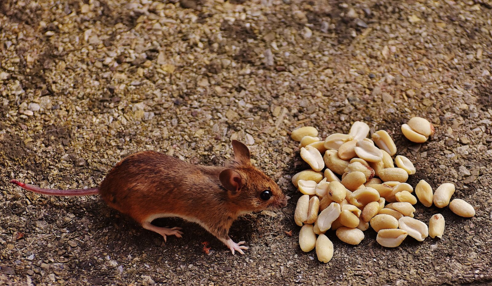 Nikon D7200 sample photo. Mouse, rodent, cute photography