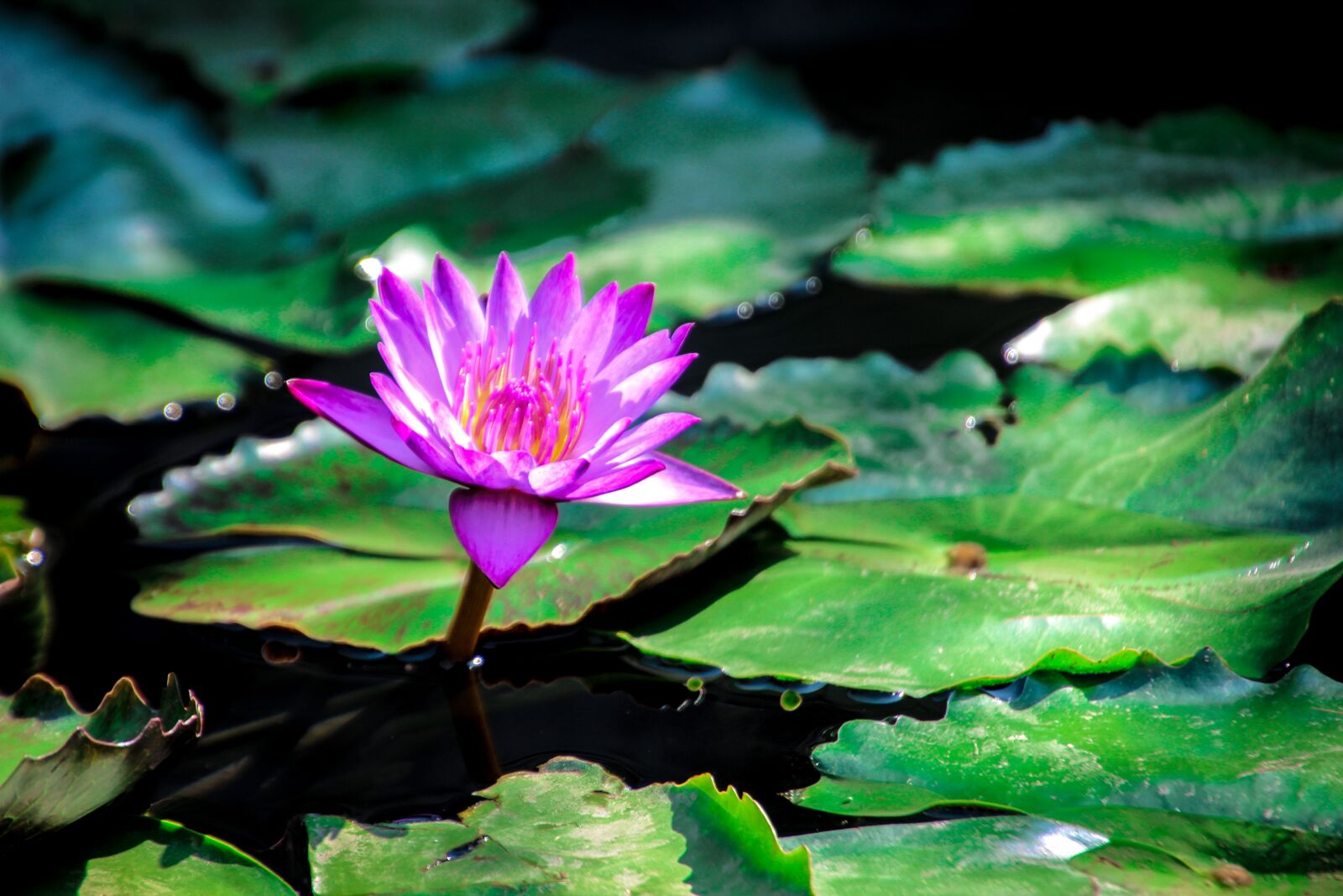 Canon EOS 600D (Rebel EOS T3i / EOS Kiss X5) sample photo. Lotus, nature, flowers photography