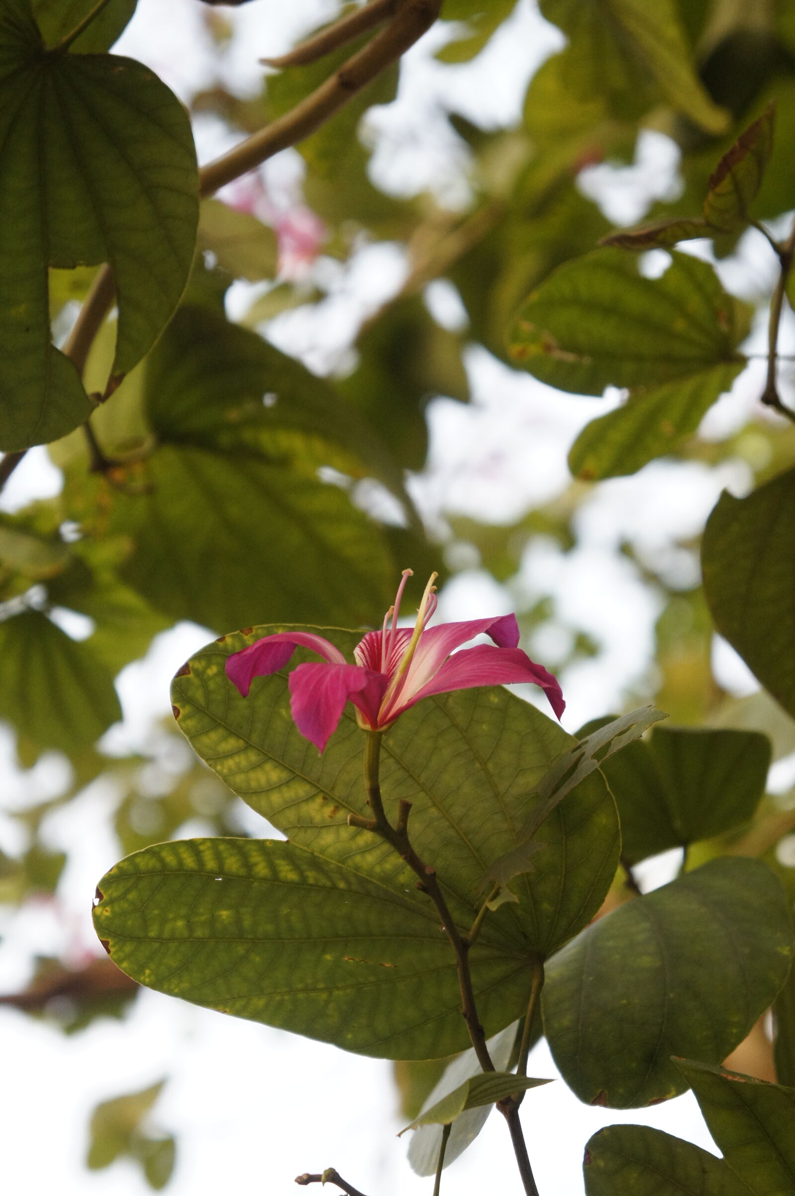 Sony E 18-55mm F3.5-5.6 OSS sample photo. Flowers photography