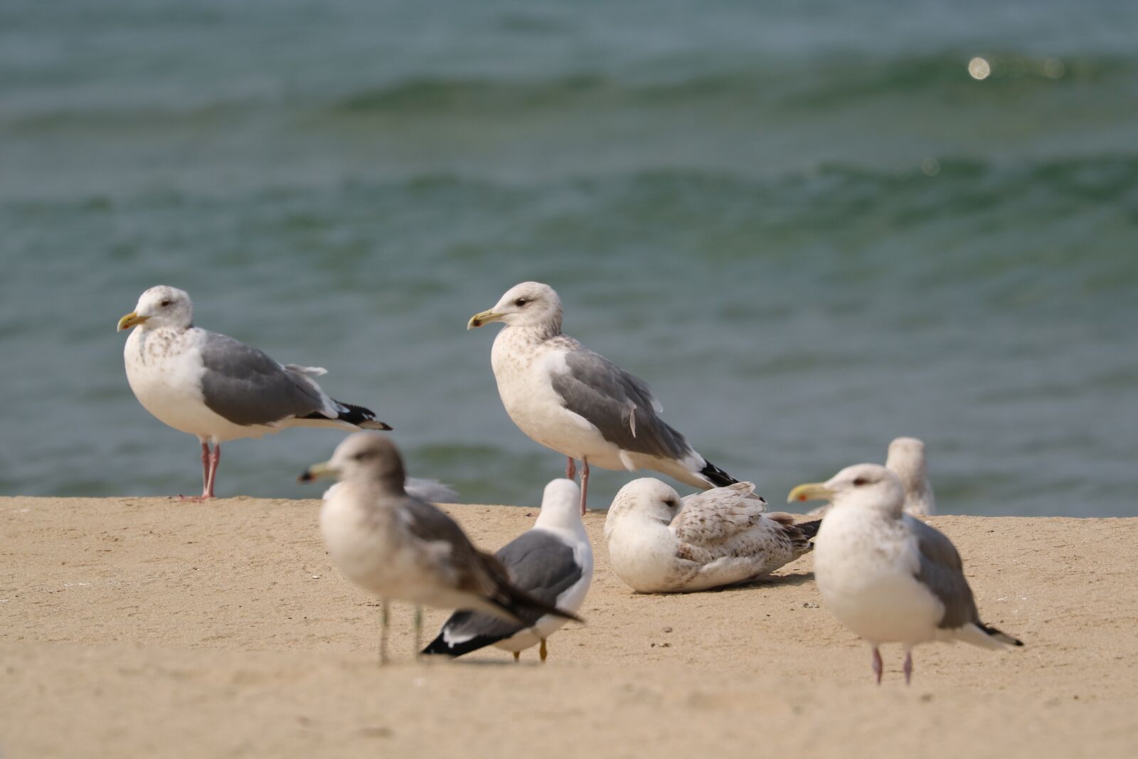 Canon EOS M3 + Canon EF 70-300mm F4-5.6L IS USM sample photo. Seagull, sand to the photography