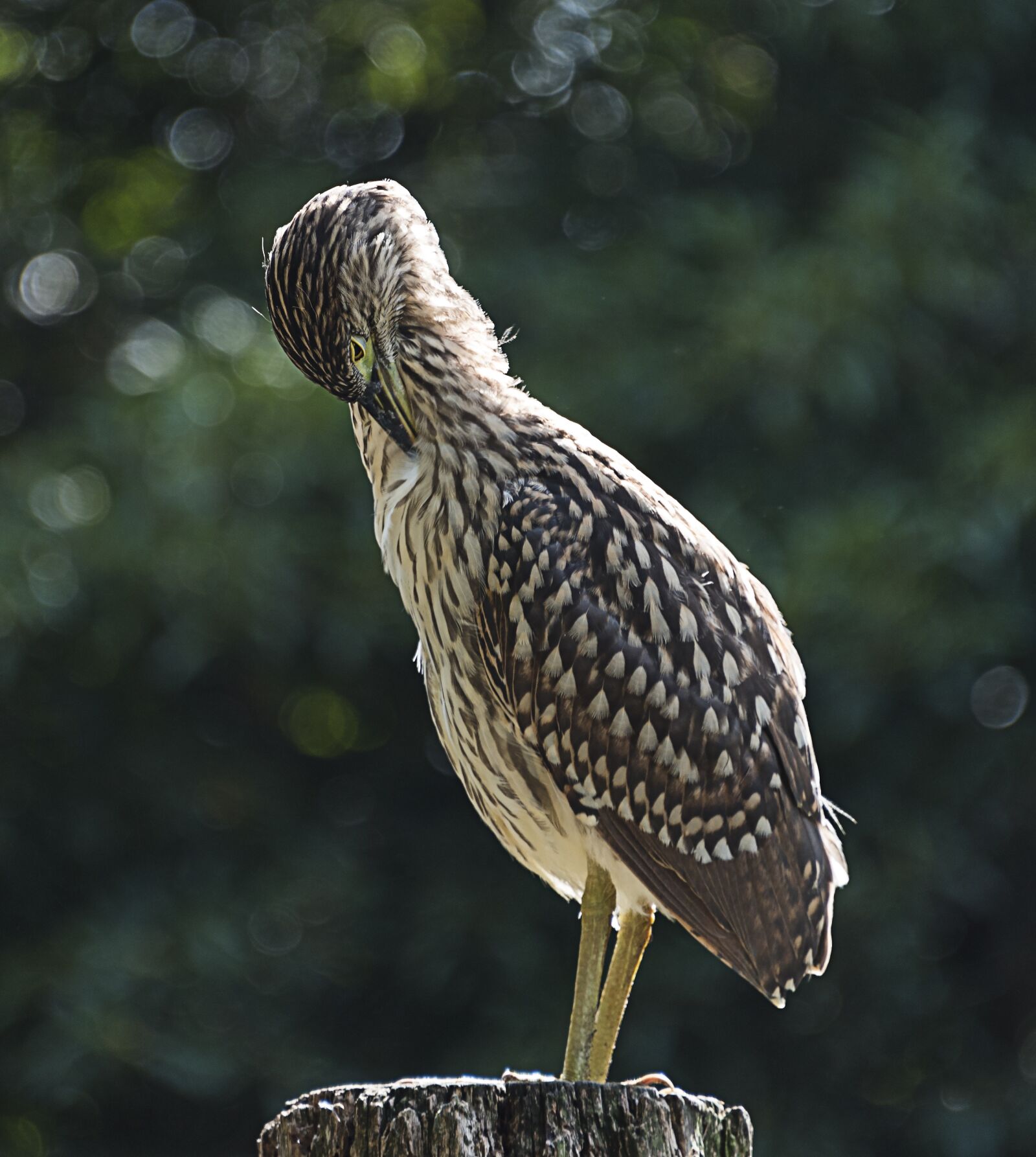 Nikon D750 sample photo. Grooming, statuesque, nature photography