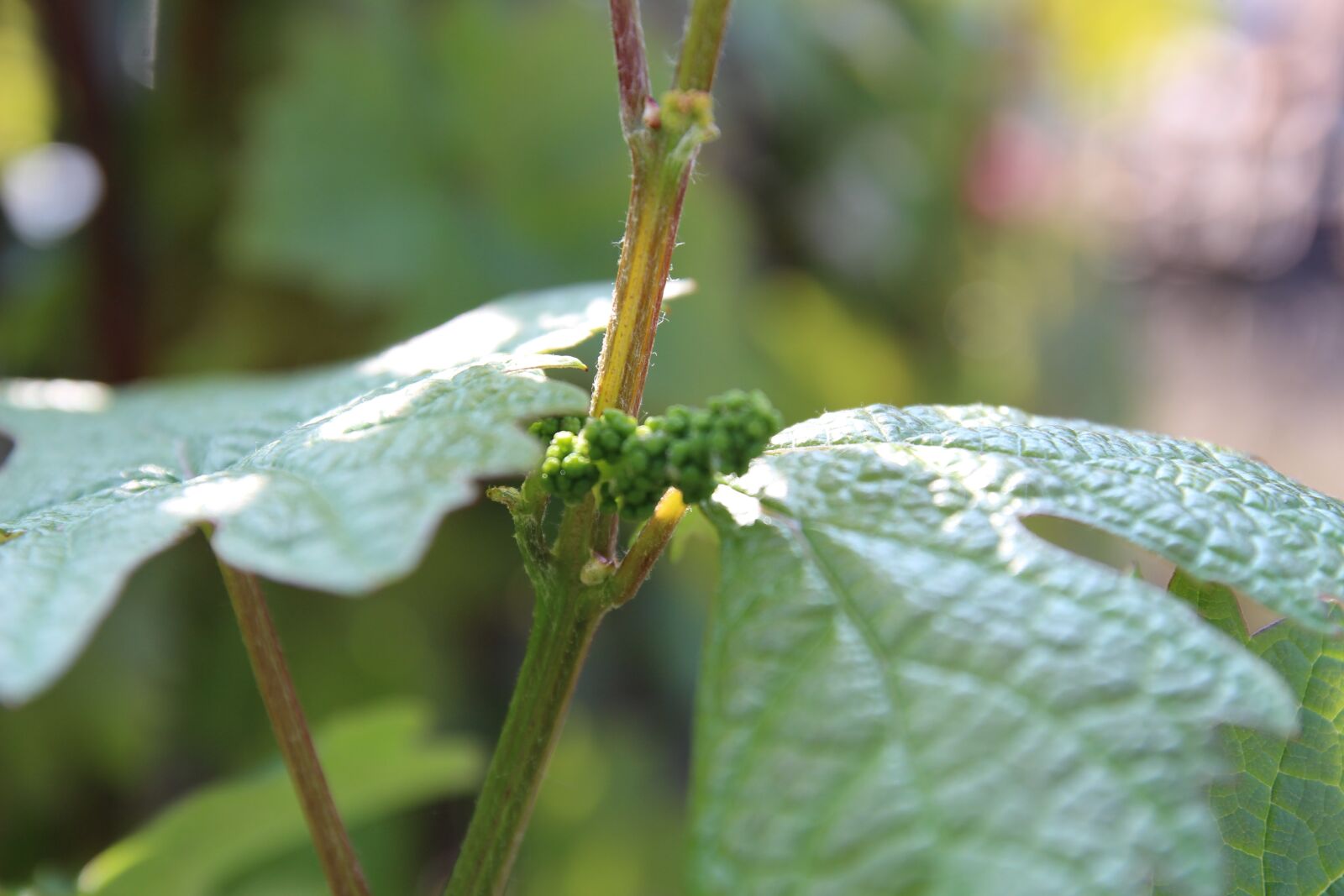 Canon EOS 650D (EOS Rebel T4i / EOS Kiss X6i) sample photo. Wine, wine leaf, sun photography