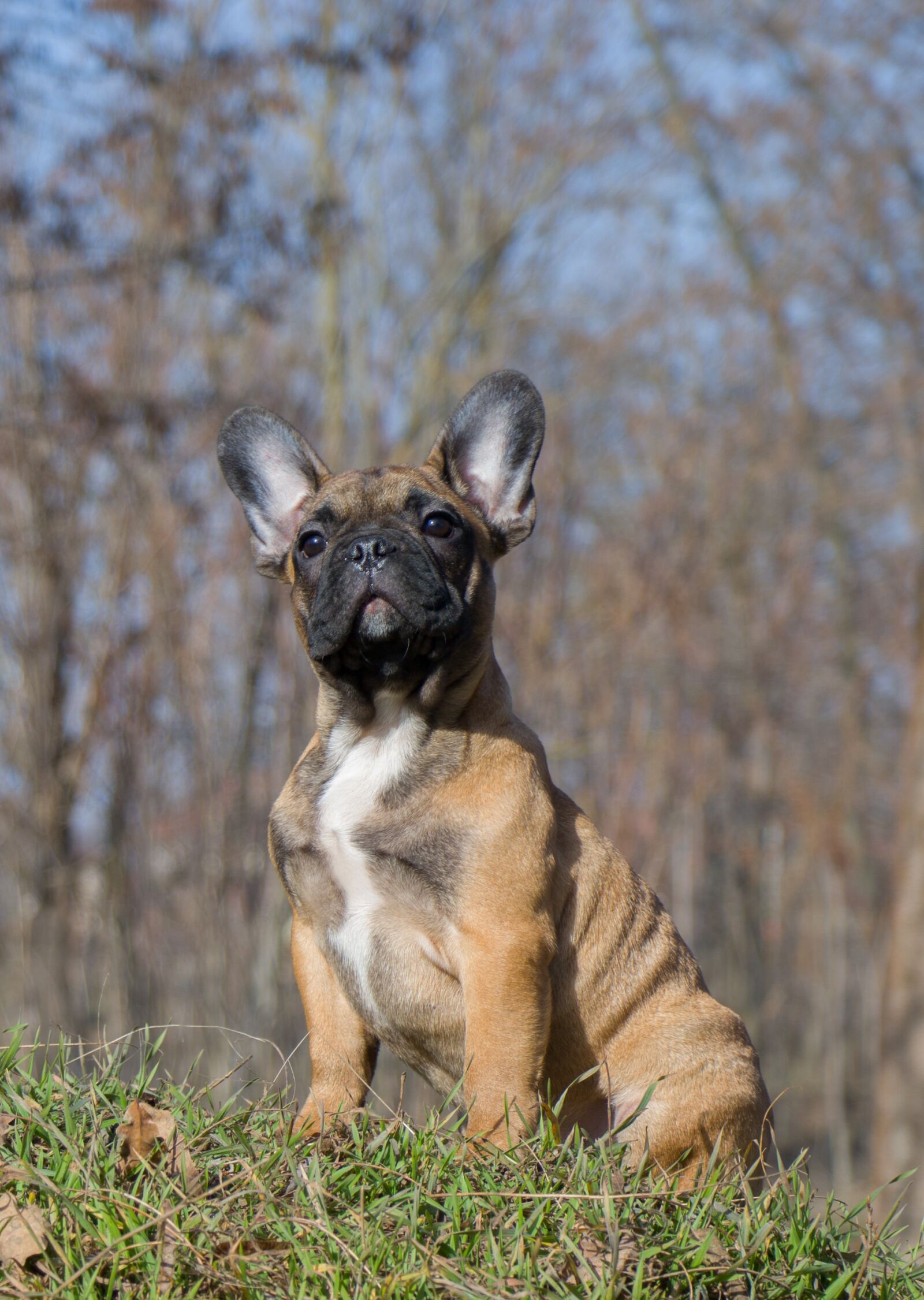 Canon EF-S 18-135mm F3.5-5.6 IS USM sample photo. French bulldog, funny, dog photography