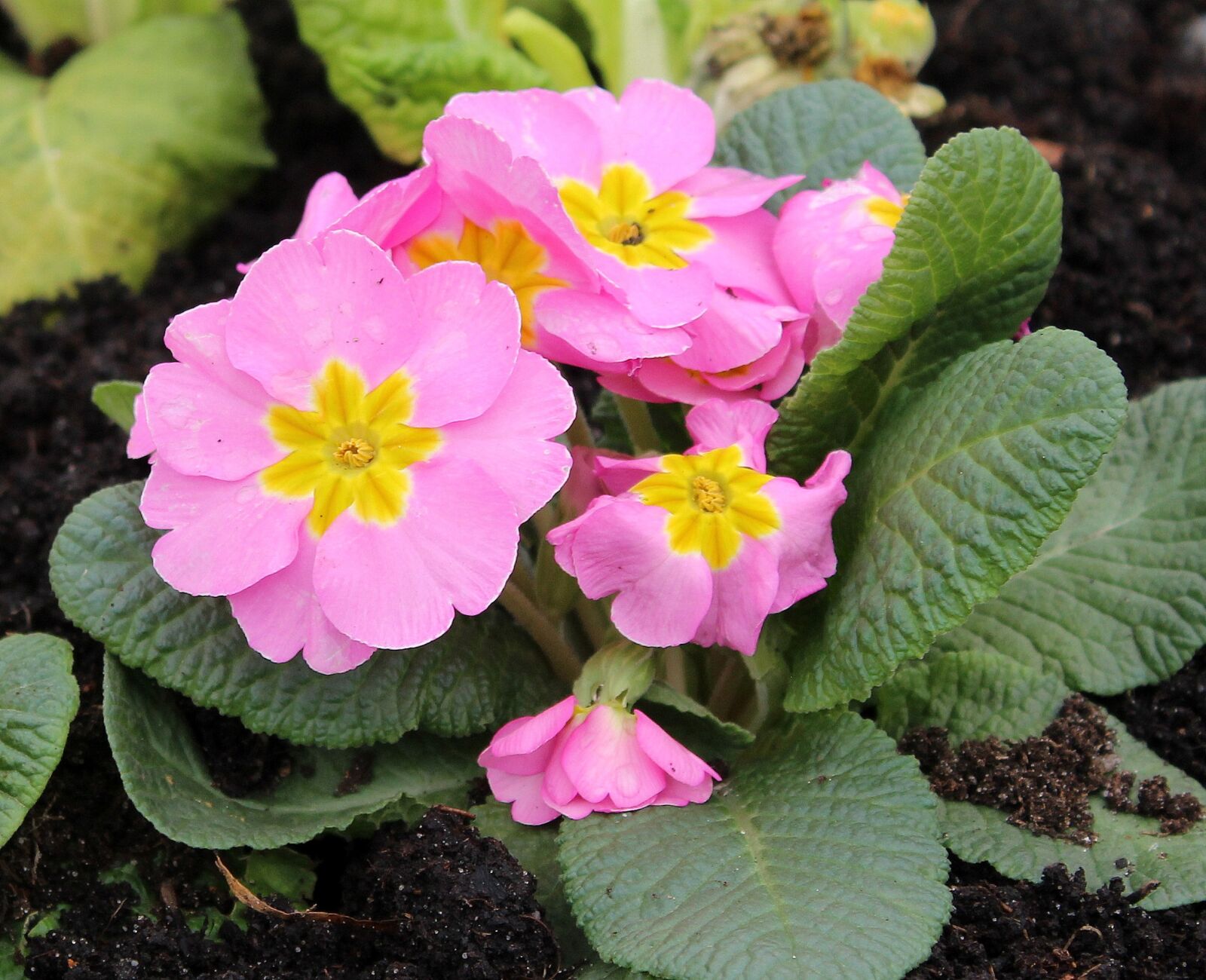 Canon EOS 1200D (EOS Rebel T5 / EOS Kiss X70 / EOS Hi) sample photo. Primula, prymulka, spring flowers photography