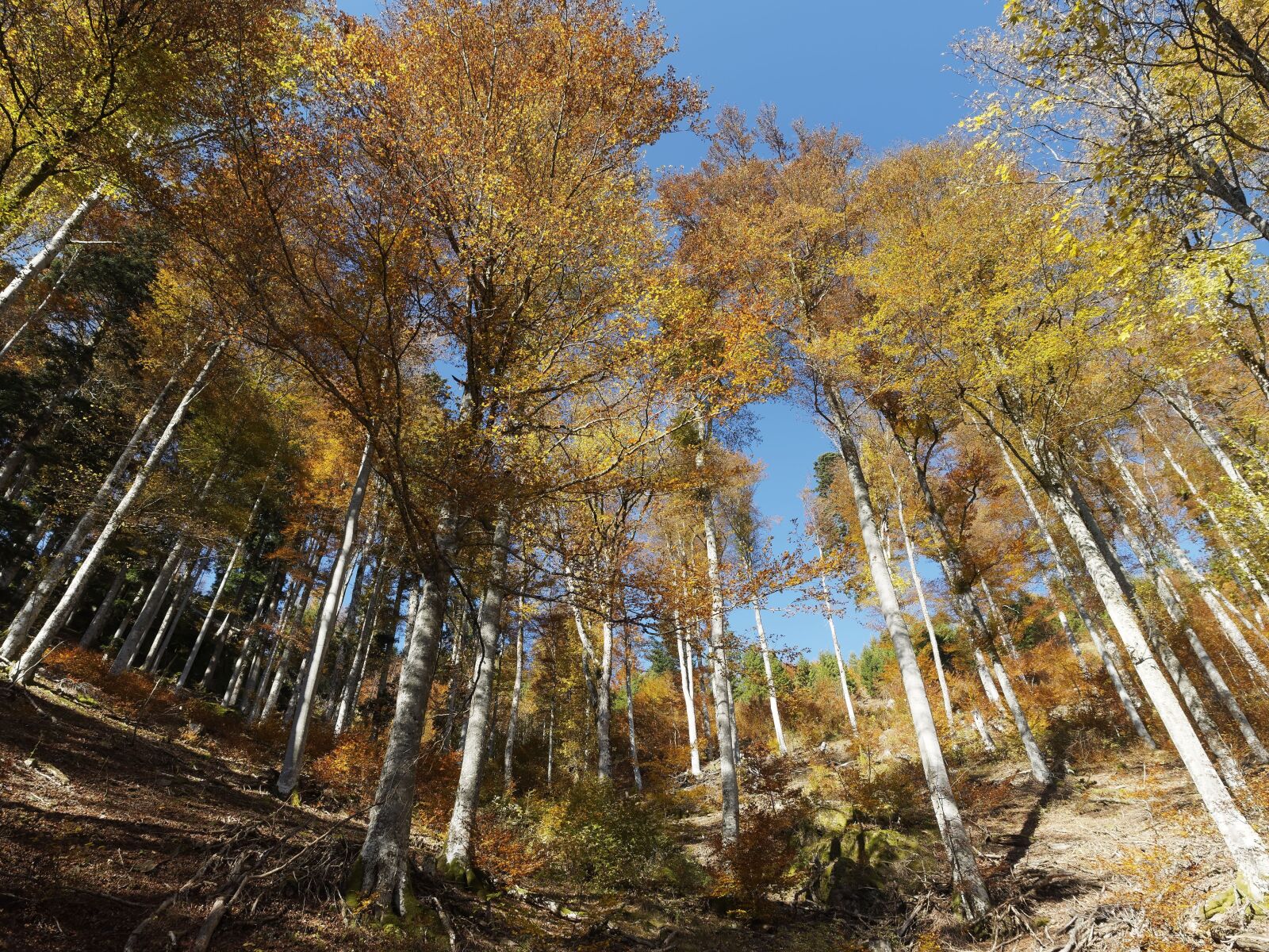 Olympus OM-D E-M1 + Olympus M.Zuiko Digital ED 12-40mm F2.8 Pro sample photo. Trees, summits, foliage photography