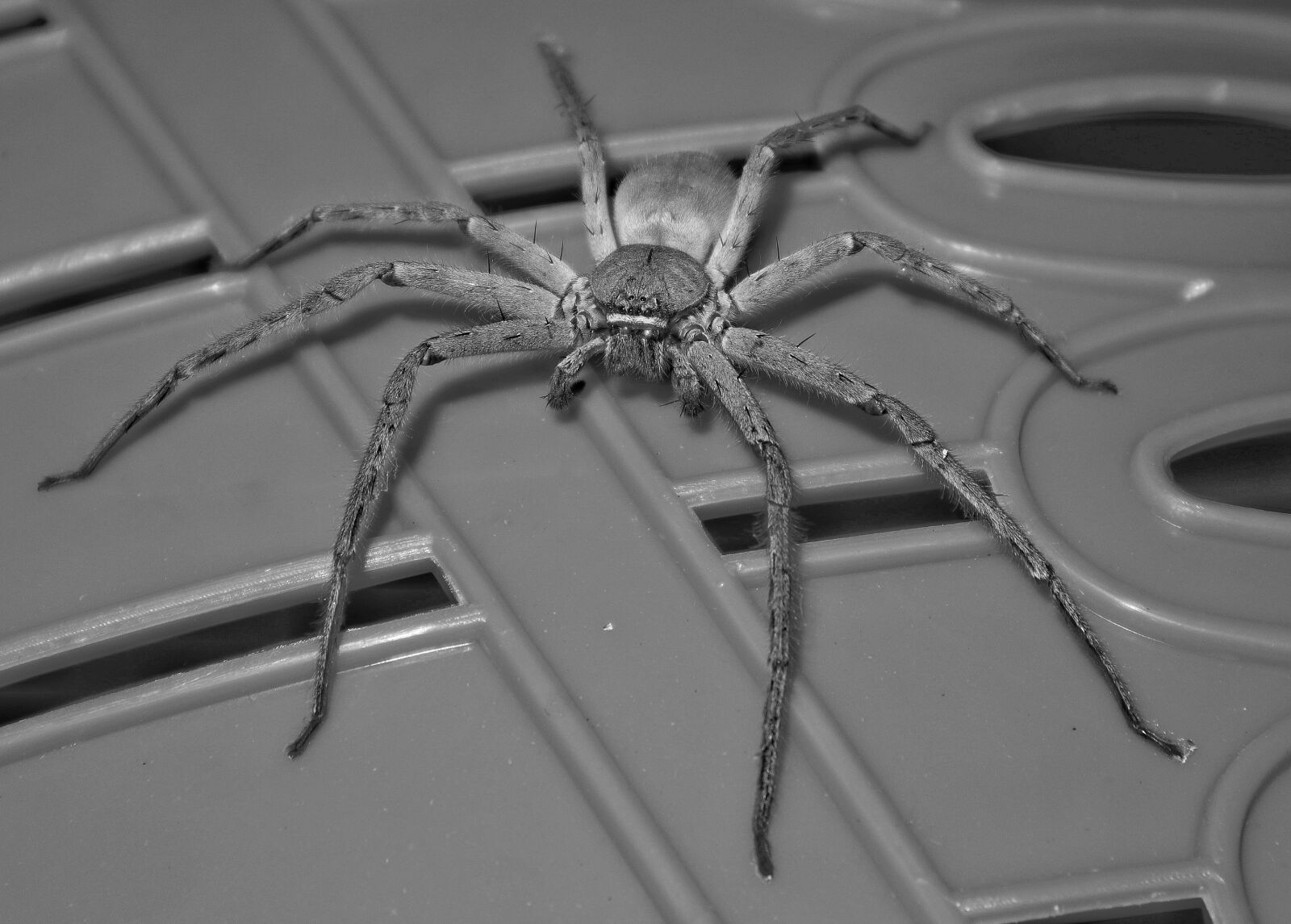 Canon EOS M100 sample photo. Insects, spider, animals photography