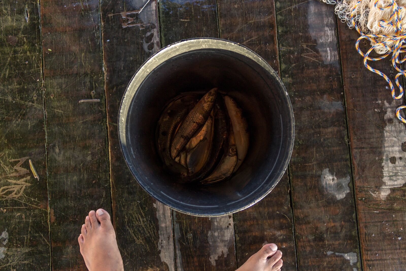 Canon EOS 1200D (EOS Rebel T5 / EOS Kiss X70 / EOS Hi) sample photo. Fish, bucket, fishing photography