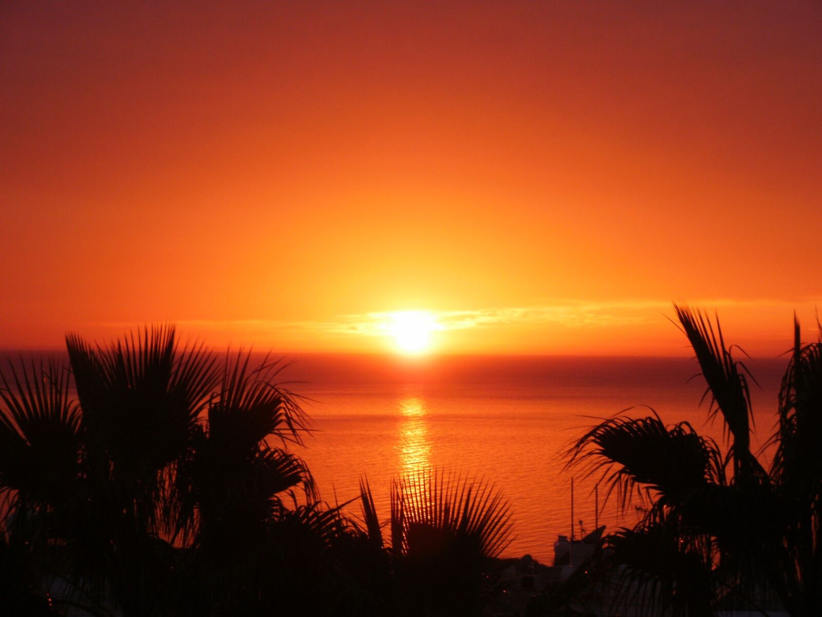 Olympus FE46,X41,X42 sample photo. Sunset, palm trees, cyprus photography