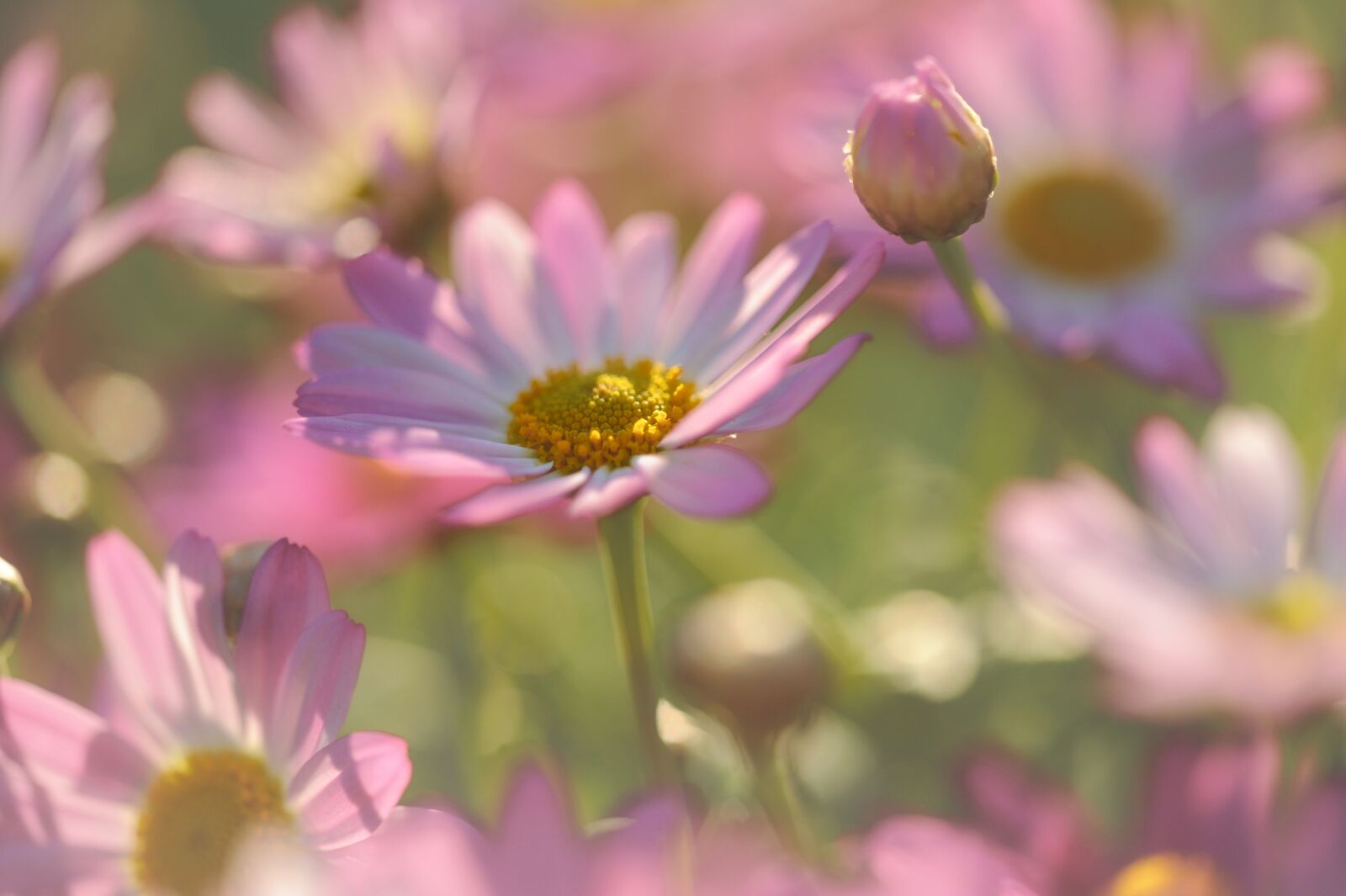 Nikon D3S sample photo. Marguerite, flower, plant photography