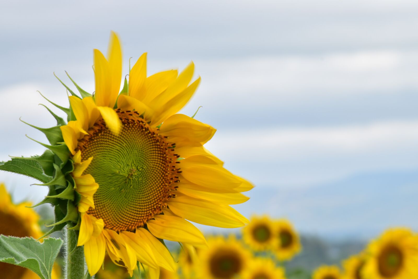Nikon D5500 sample photo. Sunflower, nature, yellow photography