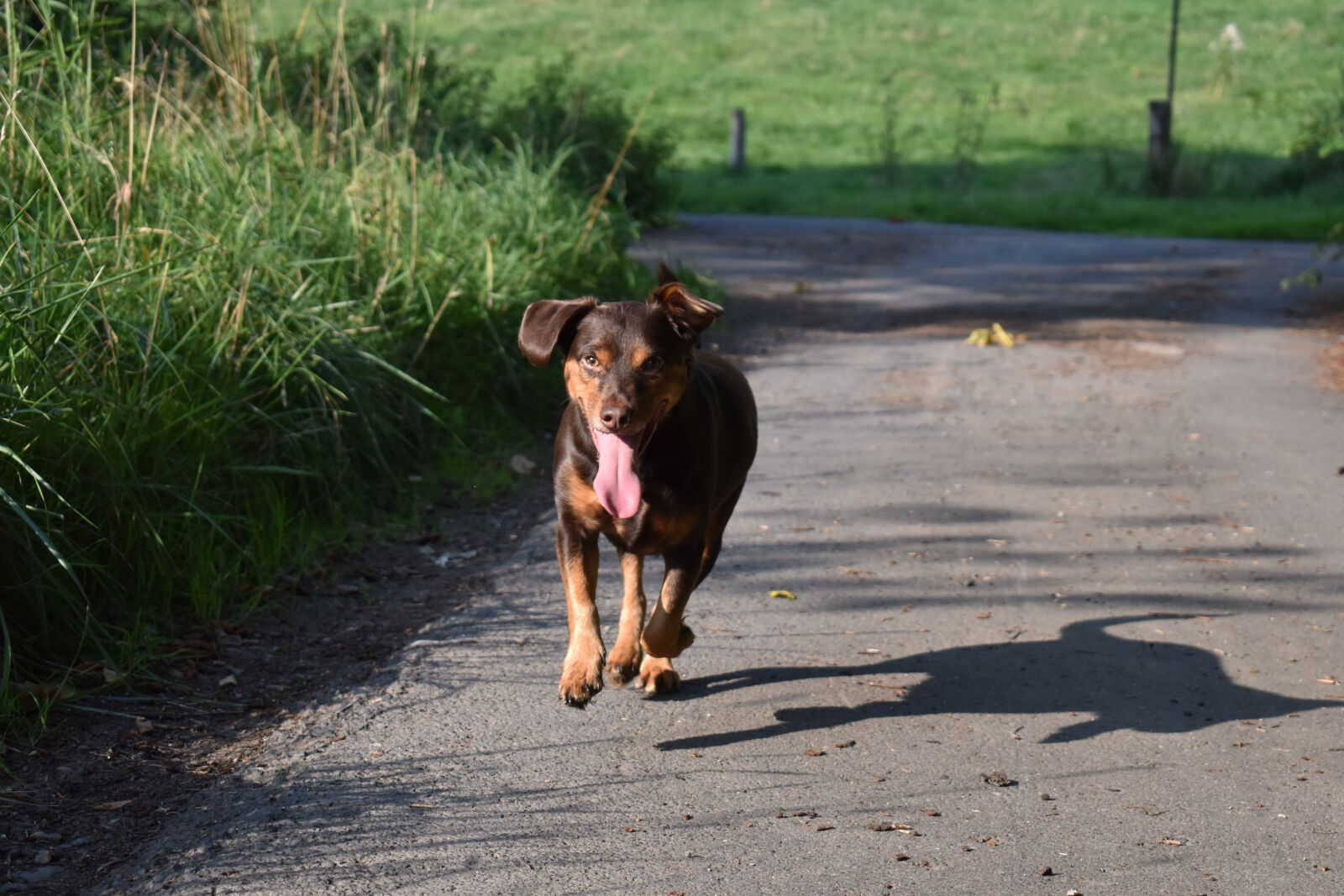 Nikon D3500 sample photo. Dog, tongue, run photography