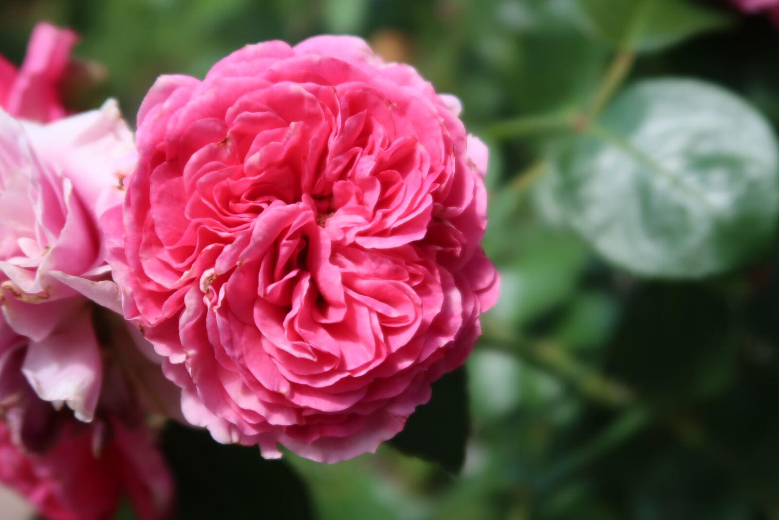 Canon PowerShot G7 X Mark II sample photo. Flower, pink, blossom photography