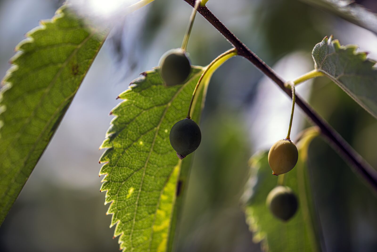 Canon EF 180mm F3.5L Macro USM sample photo. Fruit, leaves, plant photography