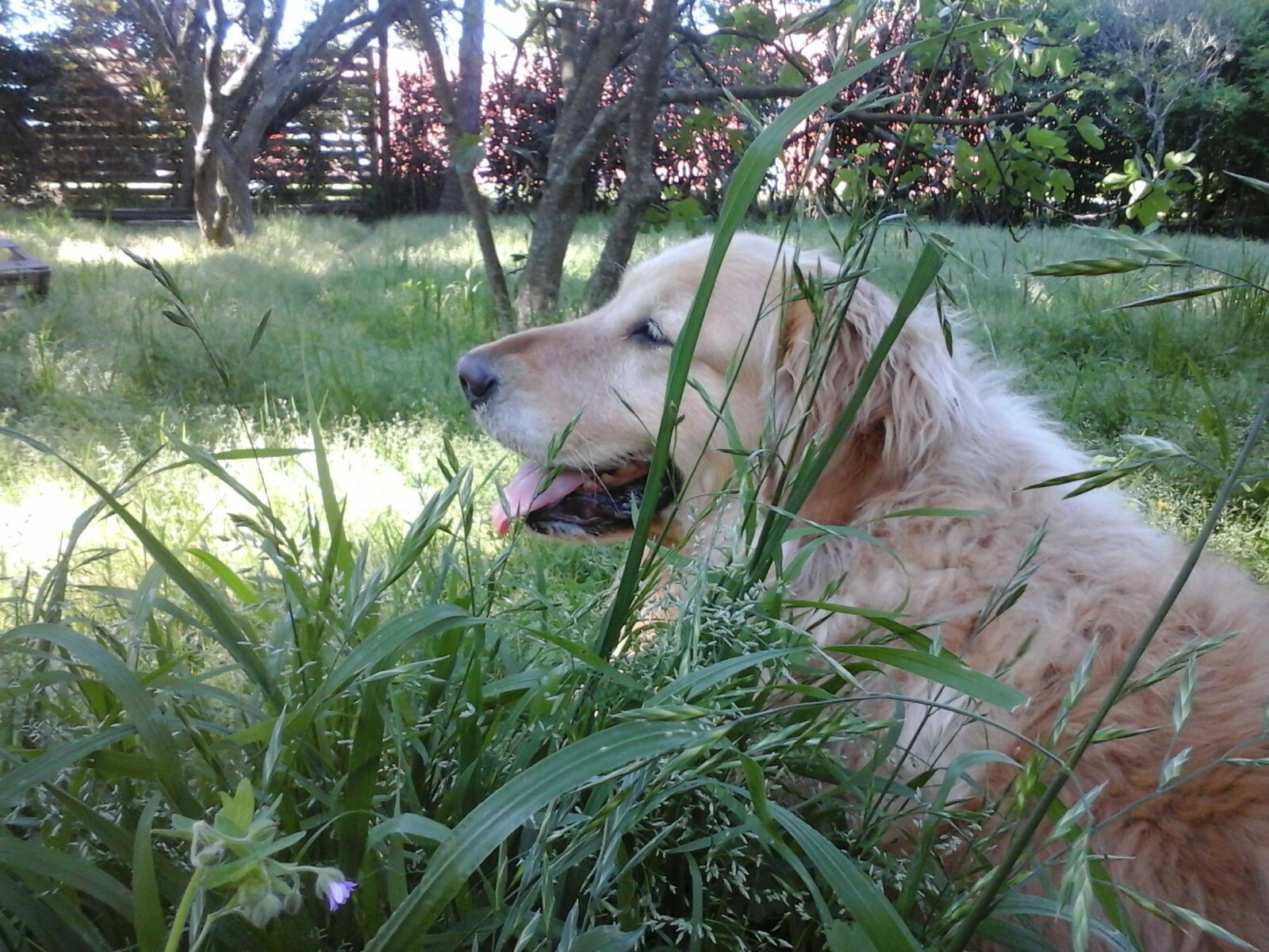 Samsung Galaxy Trend Lite sample photo. Dog, golden, grass photography