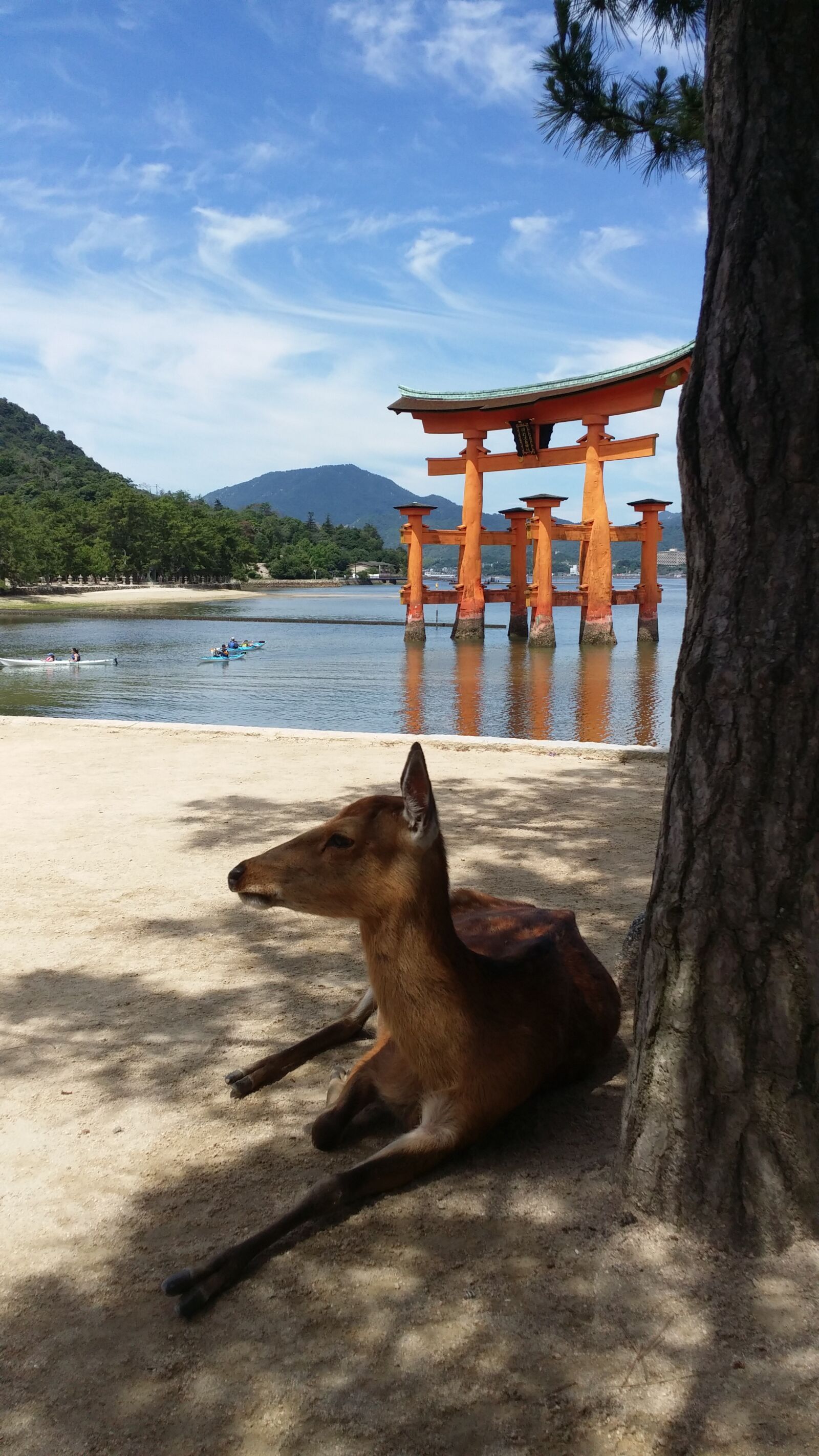 Samsung Galaxy S4 sample photo. Deer, miyajima, japan photography
