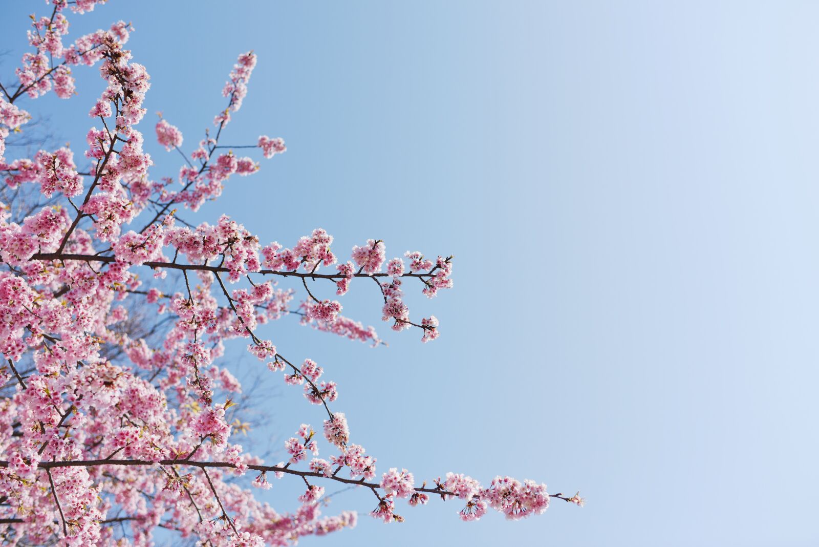 Nikon D810 sample photo. Sakura, sky, spring photography