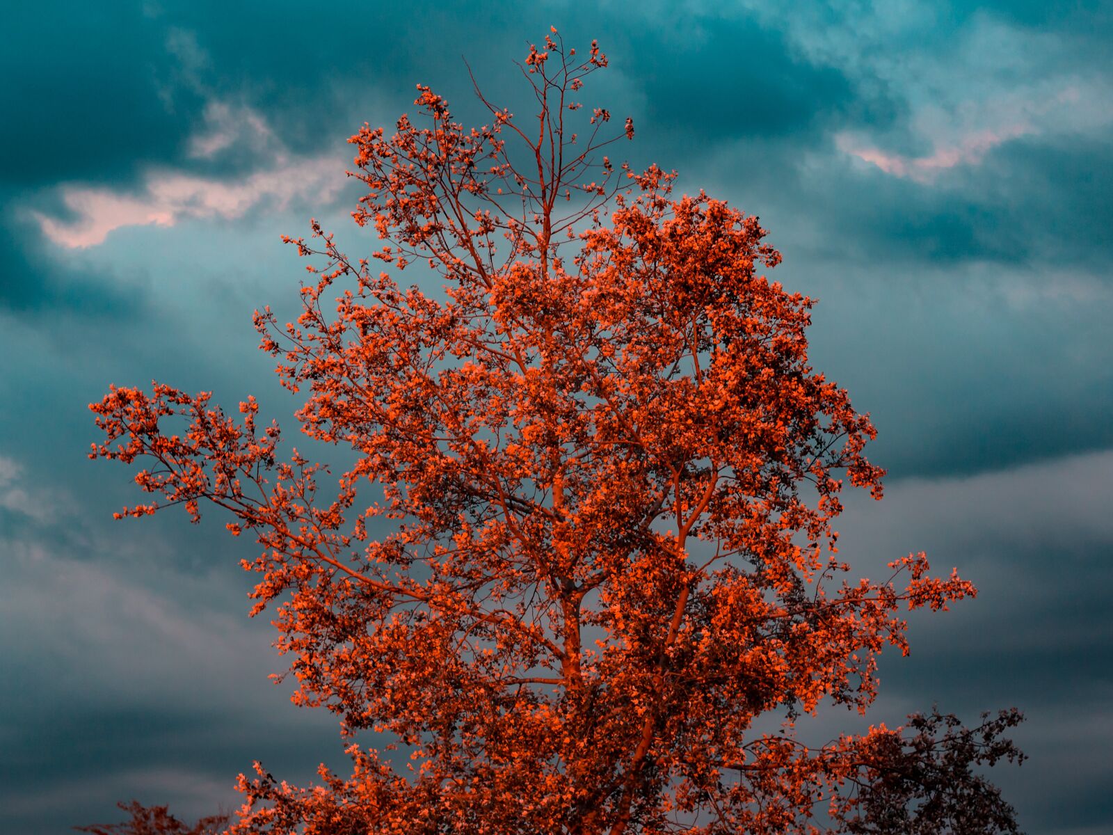 Canon EOS 700D (EOS Rebel T5i / EOS Kiss X7i) + Canon EF 50mm F1.8 STM sample photo. Tree, blue sky, season photography