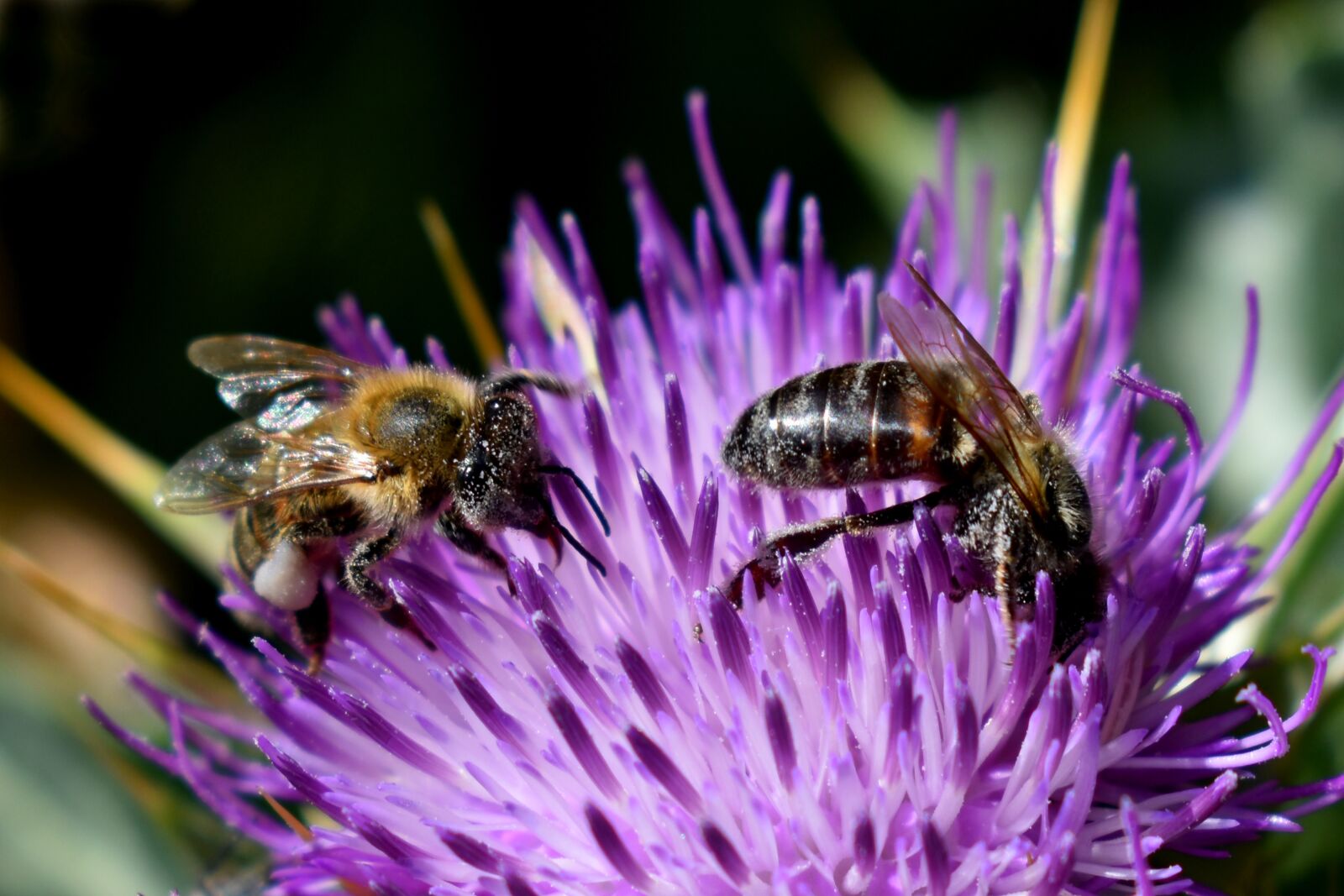 Nikon D3500 sample photo. Bees, thistle, milk thistle photography