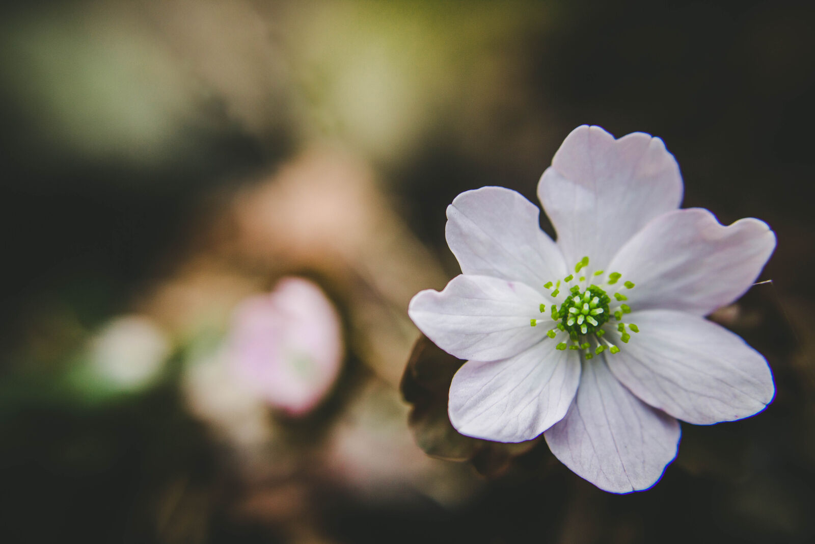 Canon EOS 600D (Rebel EOS T3i / EOS Kiss X5) sample photo. Flower, flowers, green, nature photography