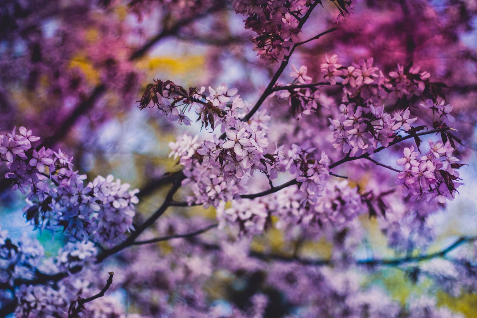 Canon EOS 600D (Rebel EOS T3i / EOS Kiss X5) + Canon EF 50mm F1.8 II sample photo. Purple, blossoms, flowers photography