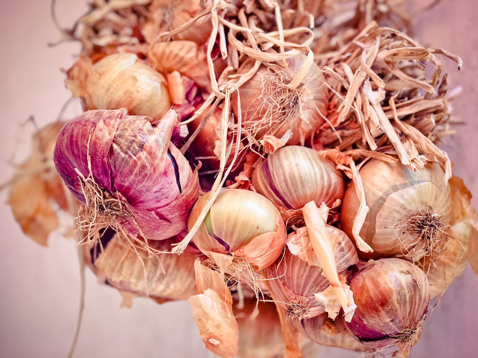 Apple iPhone 8 Plus sample photo. Onions, shallots, cream onion photography