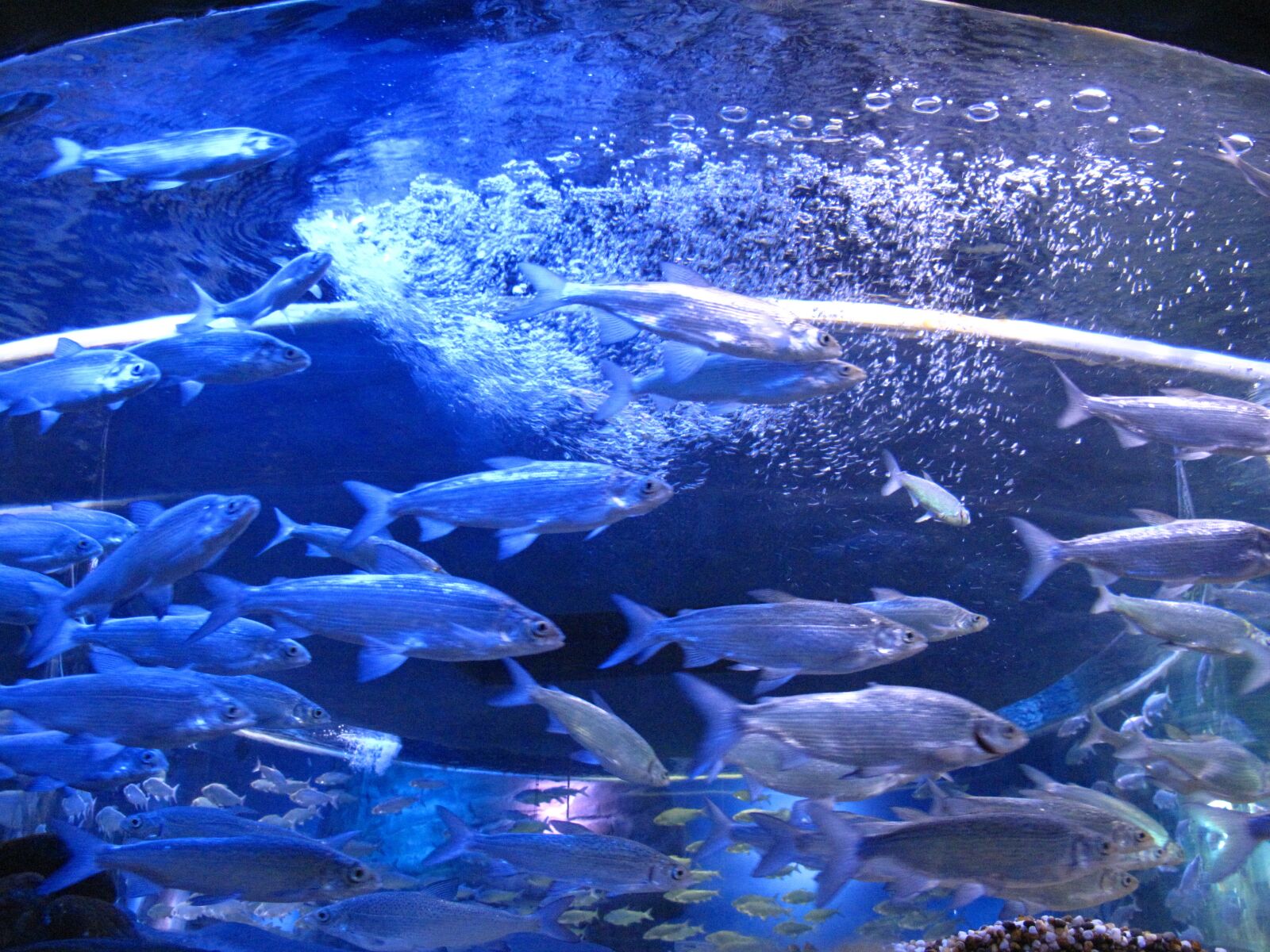 Canon PowerShot G10 sample photo. Aquarium, fish, underwater photography