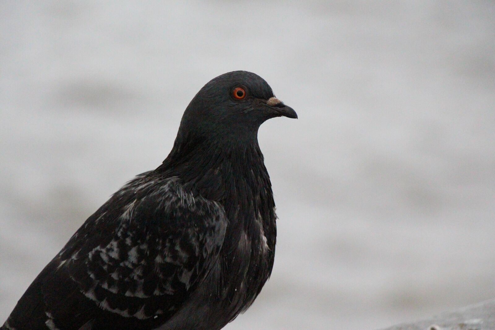 Canon EOS 650D (EOS Rebel T4i / EOS Kiss X6i) sample photo. Dove, bird, bird pigeon photography