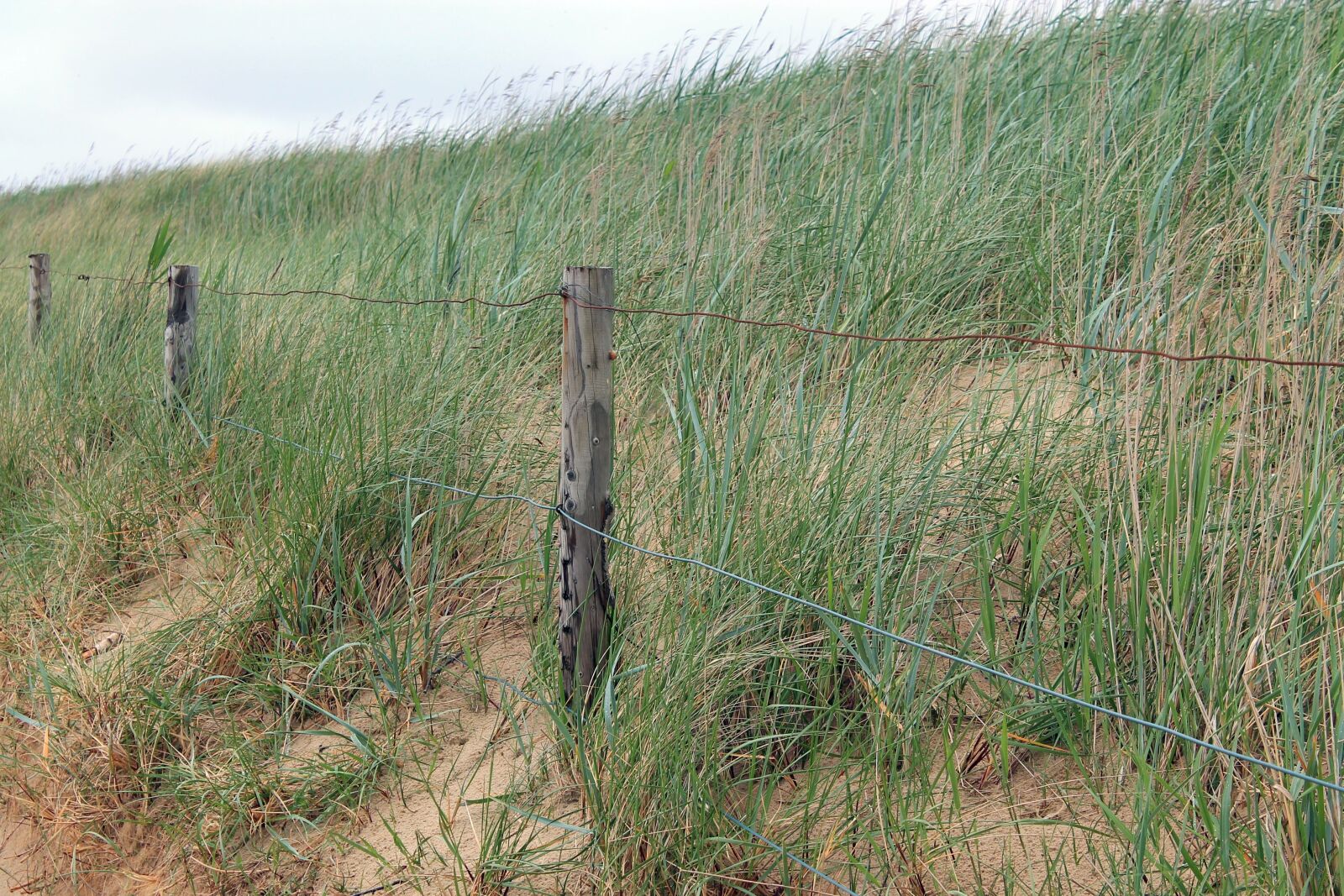 Canon EOS 1100D (EOS Rebel T3 / EOS Kiss X50) sample photo. Grass, landscape, dune photography