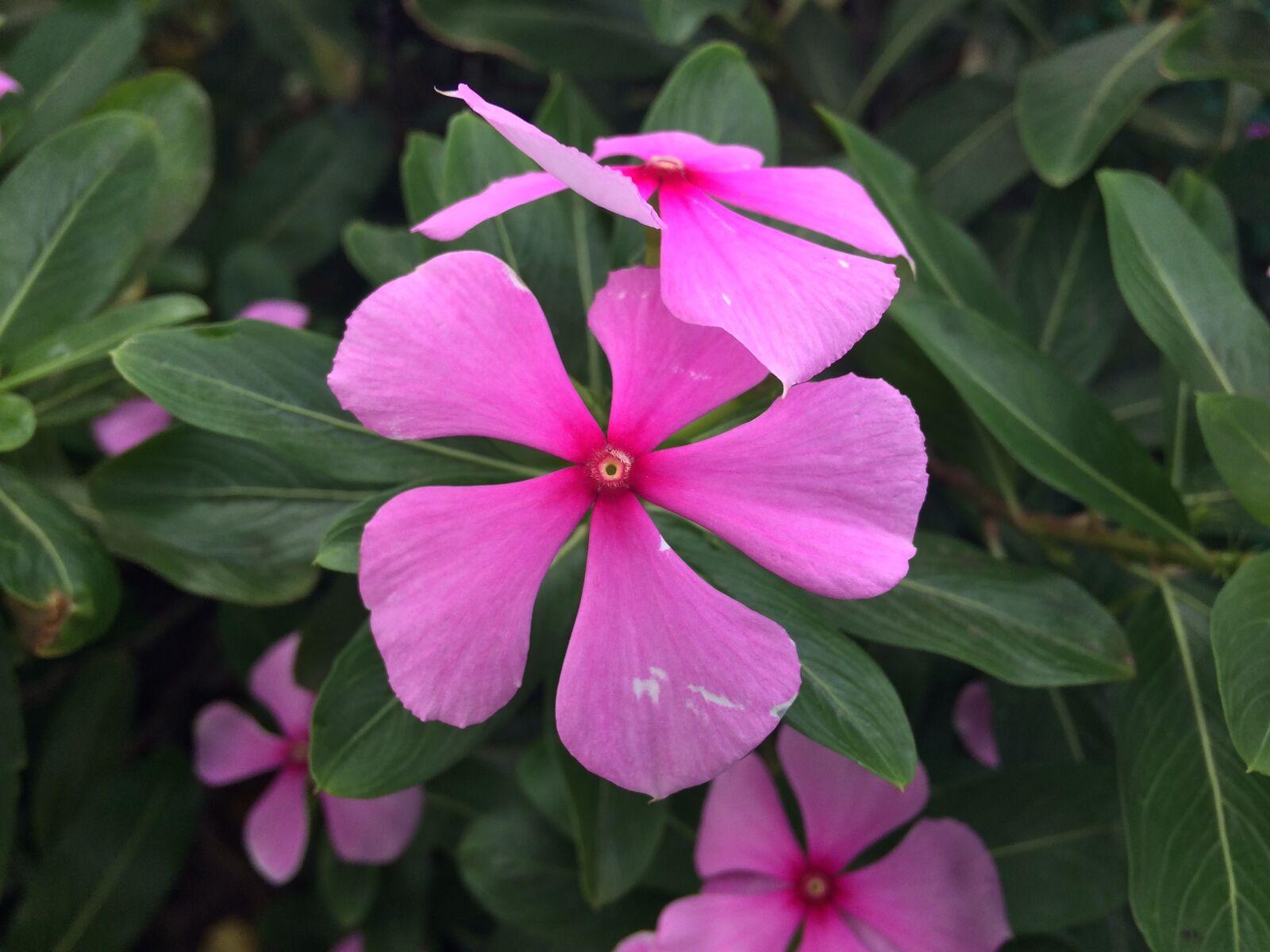 iPhone 5s back camera 4.15mm f/2.2 sample photo. Flower, pink, pink flowers photography