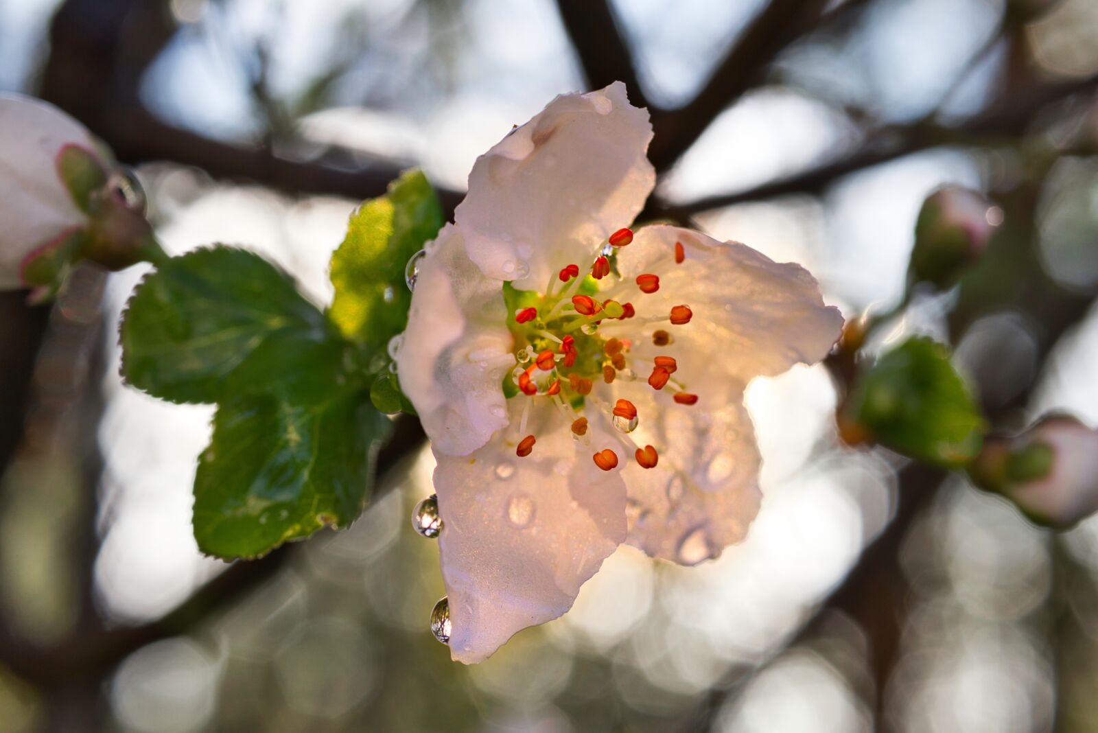 Canon EOS 800D (EOS Rebel T7i / EOS Kiss X9i) sample photo. Tree, nature, plant photography