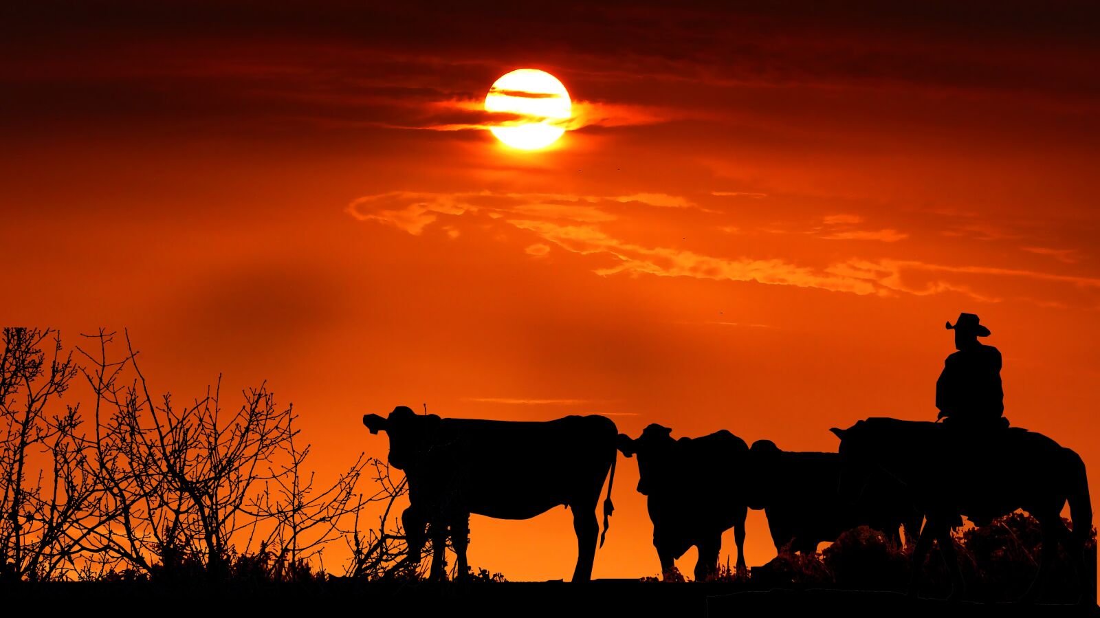 Panasonic Lumix DMC-FZ200 sample photo. Sunset, cow, farm photography