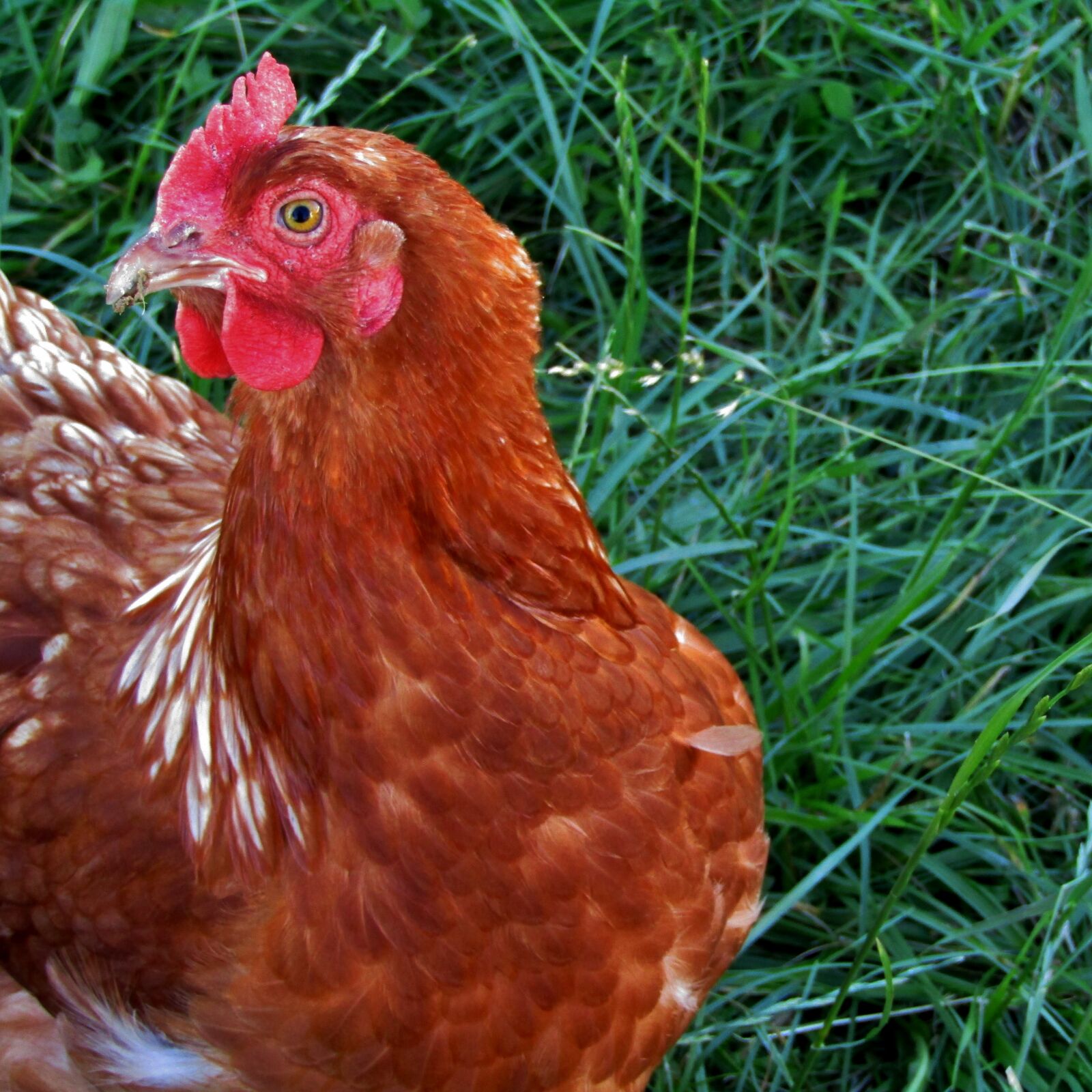 Canon POWERSHOT SX432 IS sample photo. Hen, chicken, brown photography