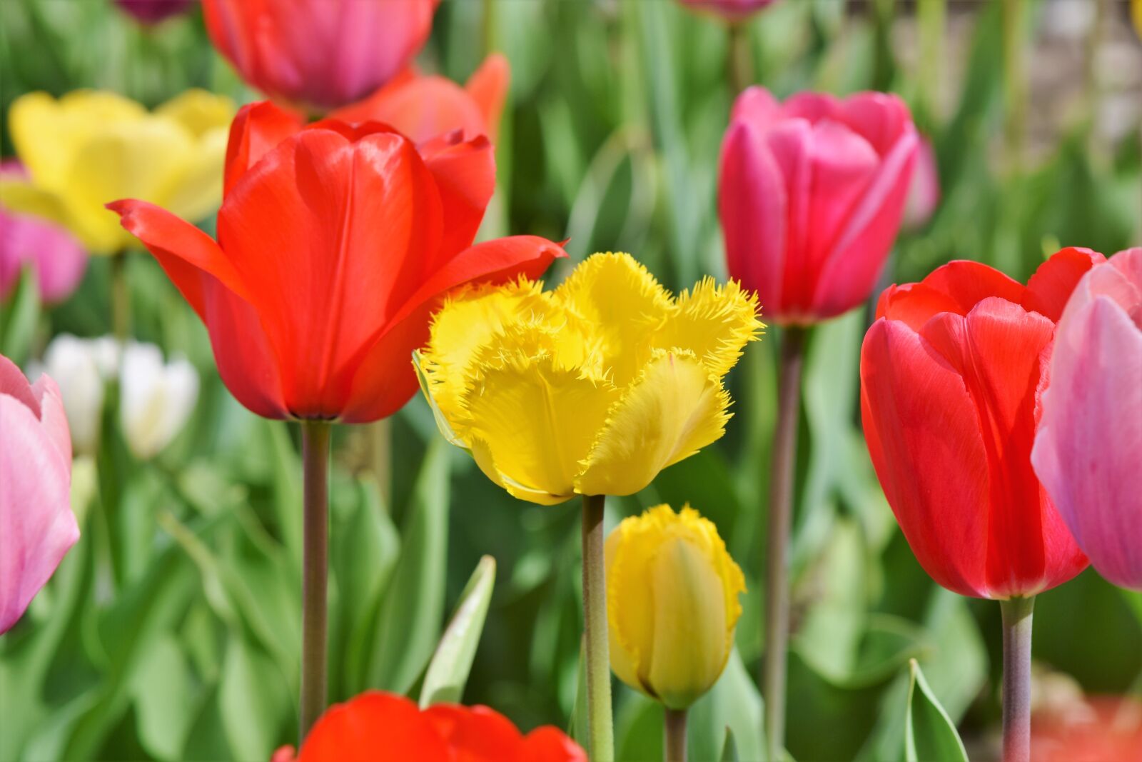 Nikon D7200 sample photo. Tulips, tulip field, tulpenbluete photography