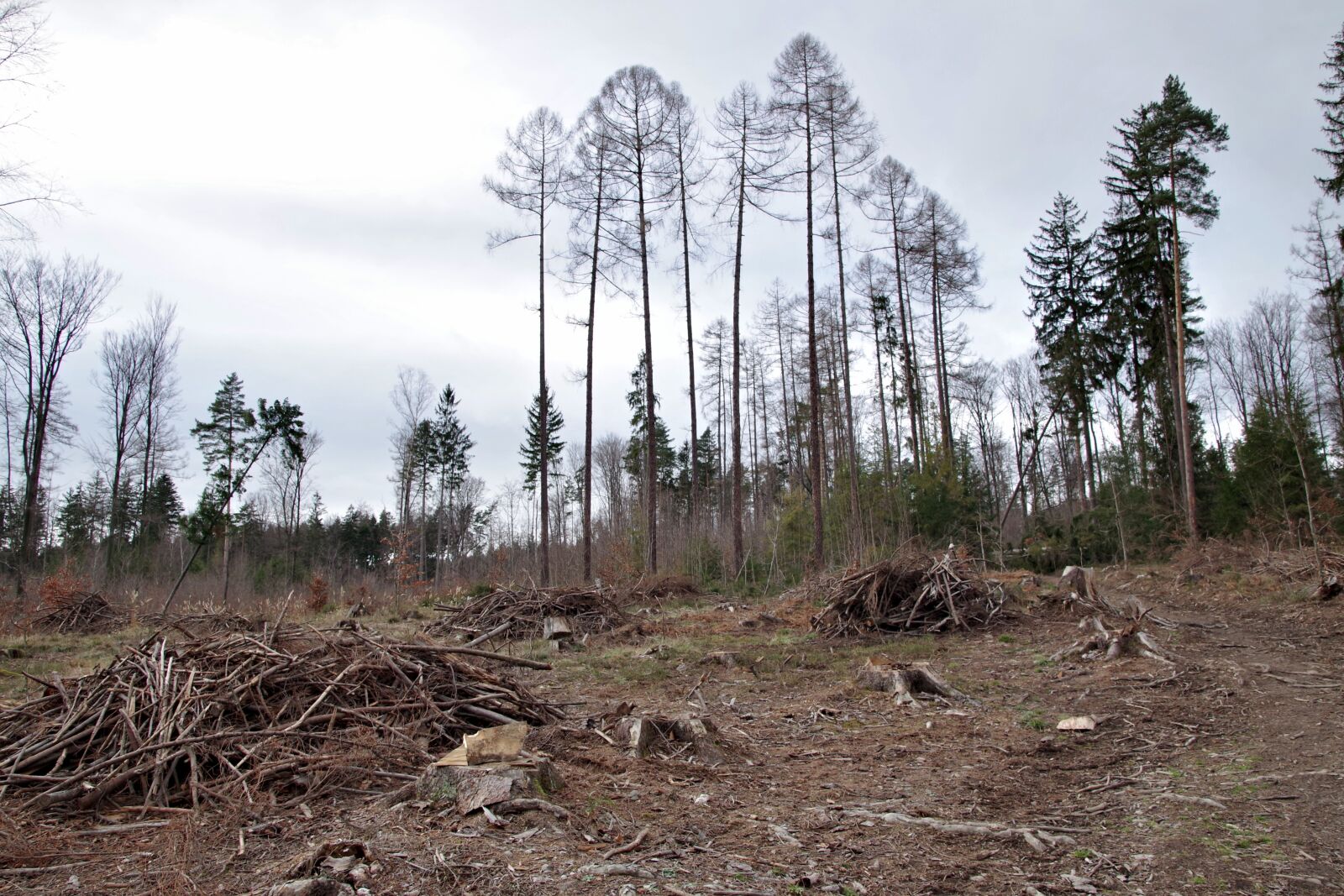Pentax K-S2 sample photo. Wykarczowany forest, sloping trees photography
