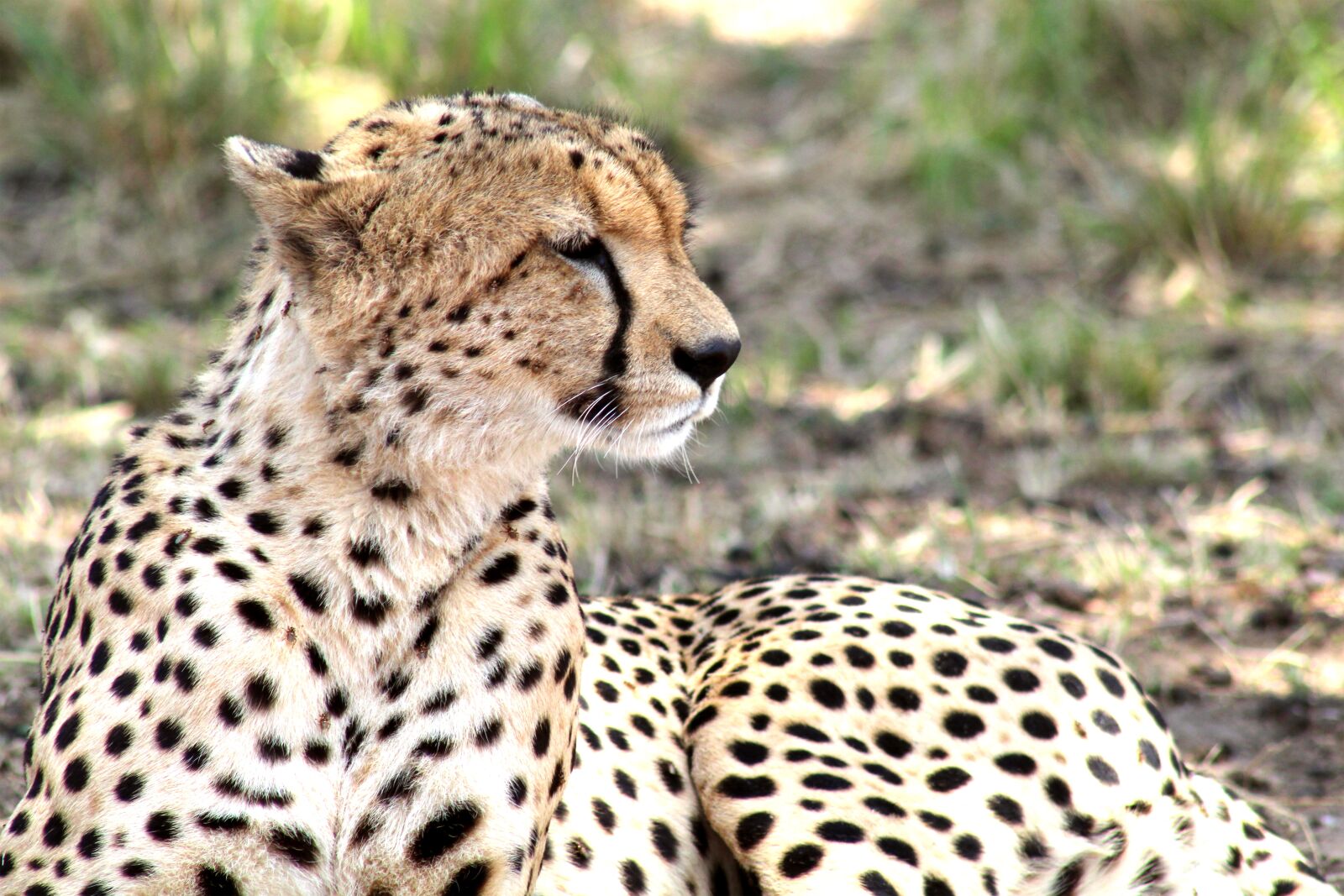 Canon EF75-300mm f/4-5.6 sample photo. Cheetah, africa, predator photography