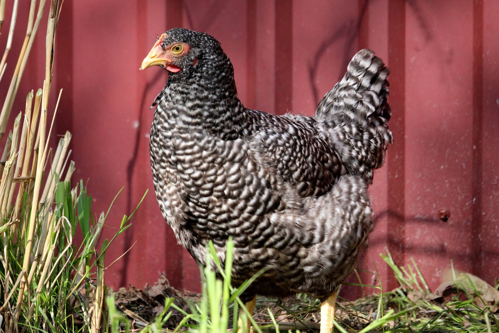 Canon EOS 700D (EOS Rebel T5i / EOS Kiss X7i) sample photo. Chicken, colorful, grey black photography
