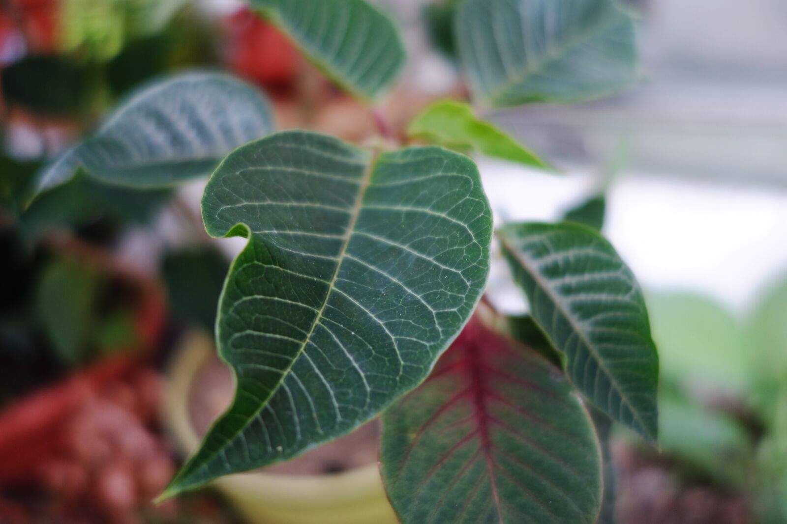 Sony Cyber-shot DSC-RX100 II sample photo. Leaf, plant, green photography