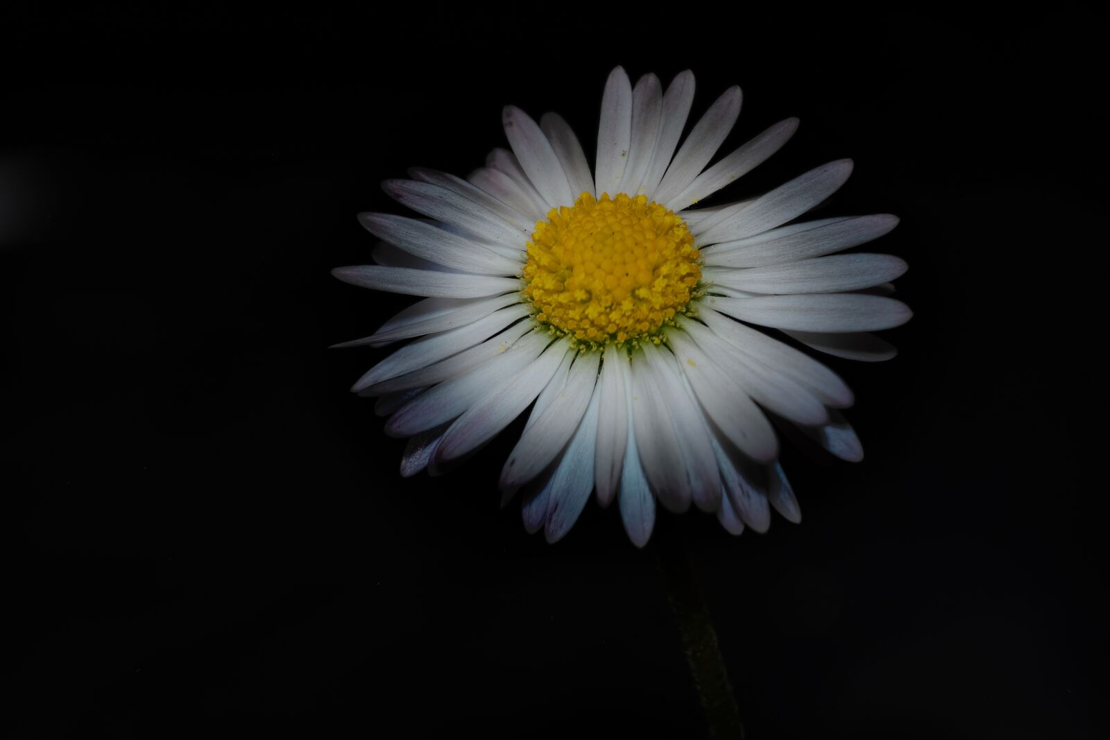 Fujifilm XC 50-230mm F4.5-6.7 OIS sample photo. Flower, daisy, nature photography