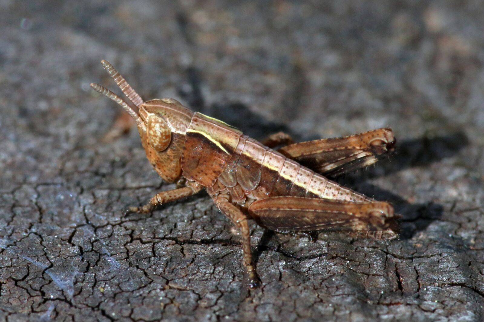 Canon EOS 80D sample photo. Grasshopper, insect, macro photography
