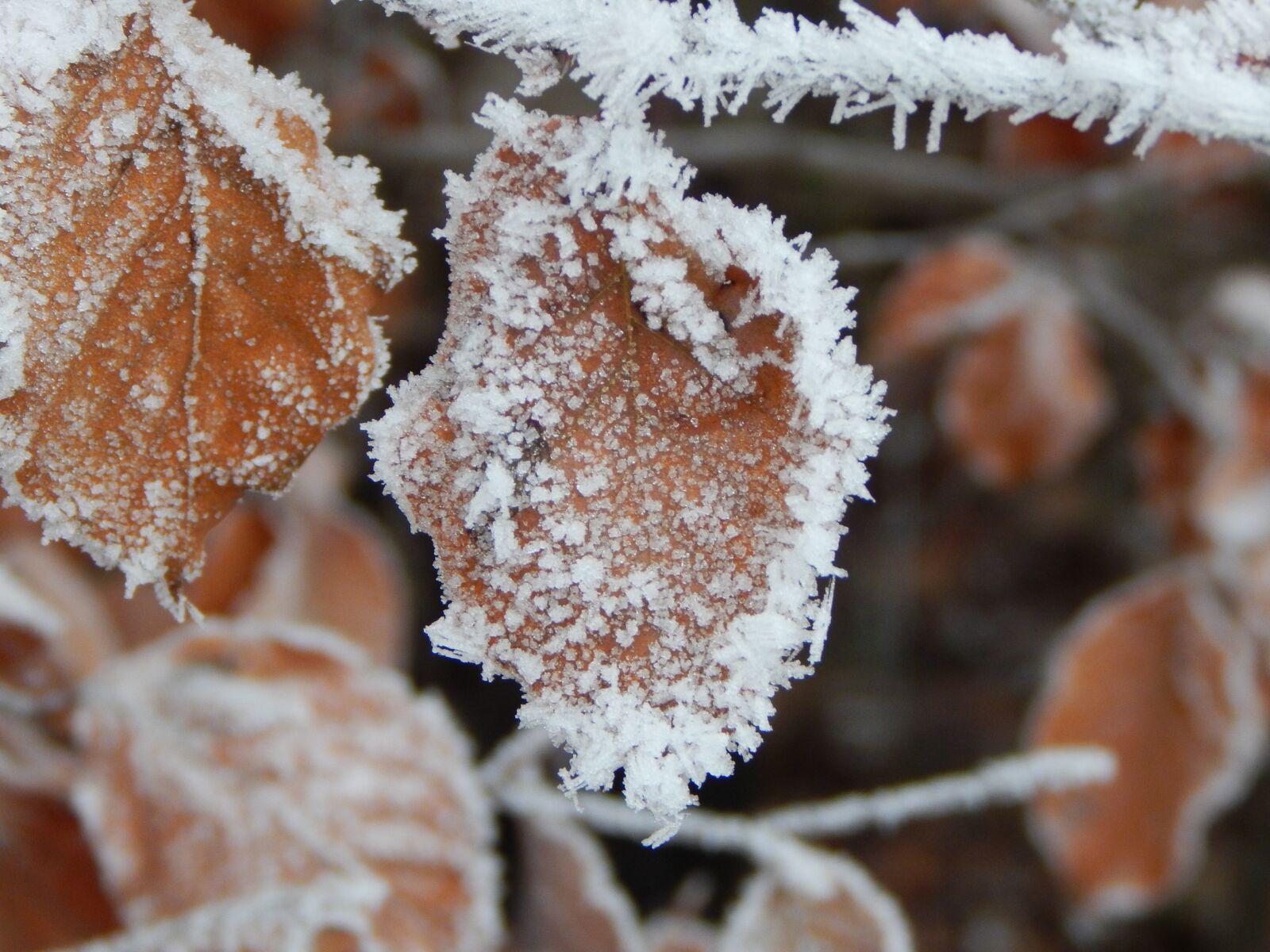 Nikon Coolpix L830 sample photo. Frozen, ice, winter photography